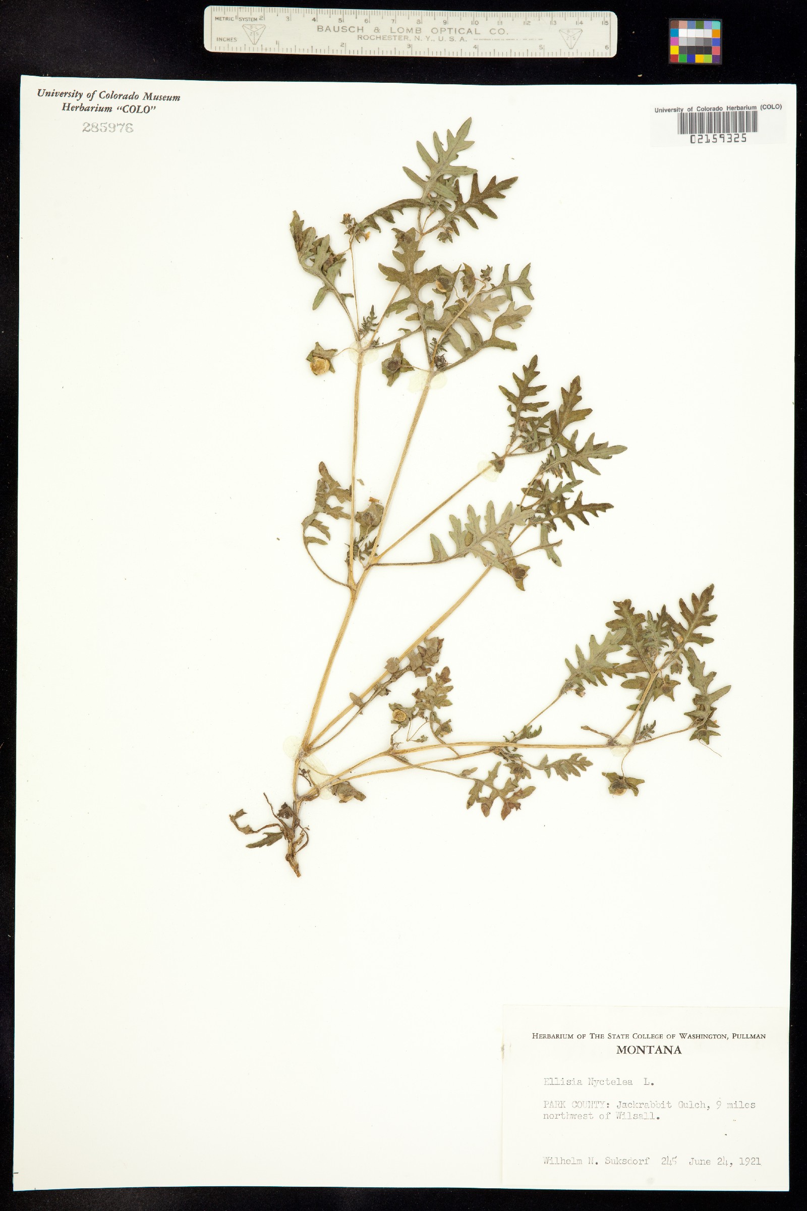 Ellisia nyctelea image