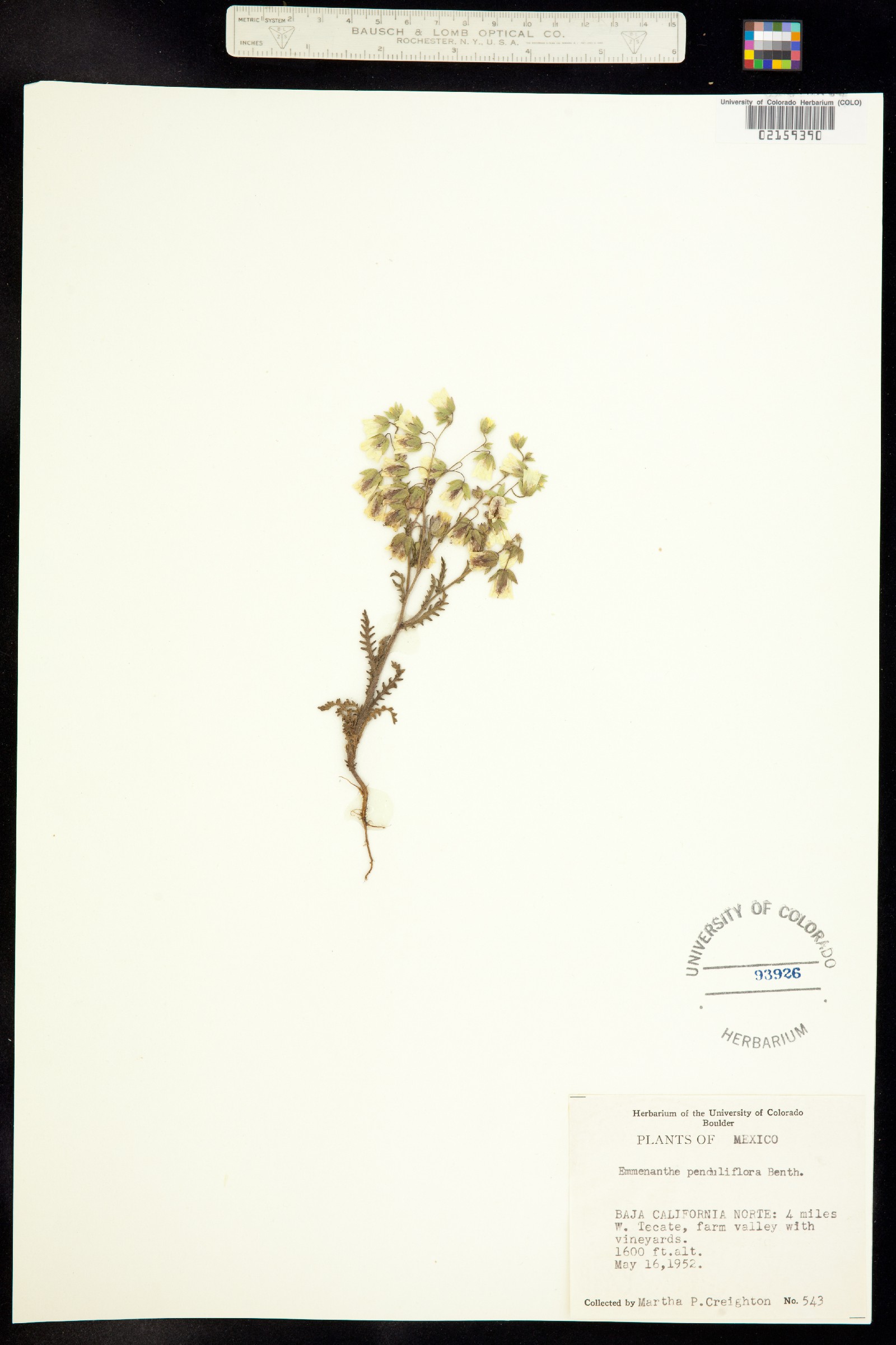 Emmenanthe image