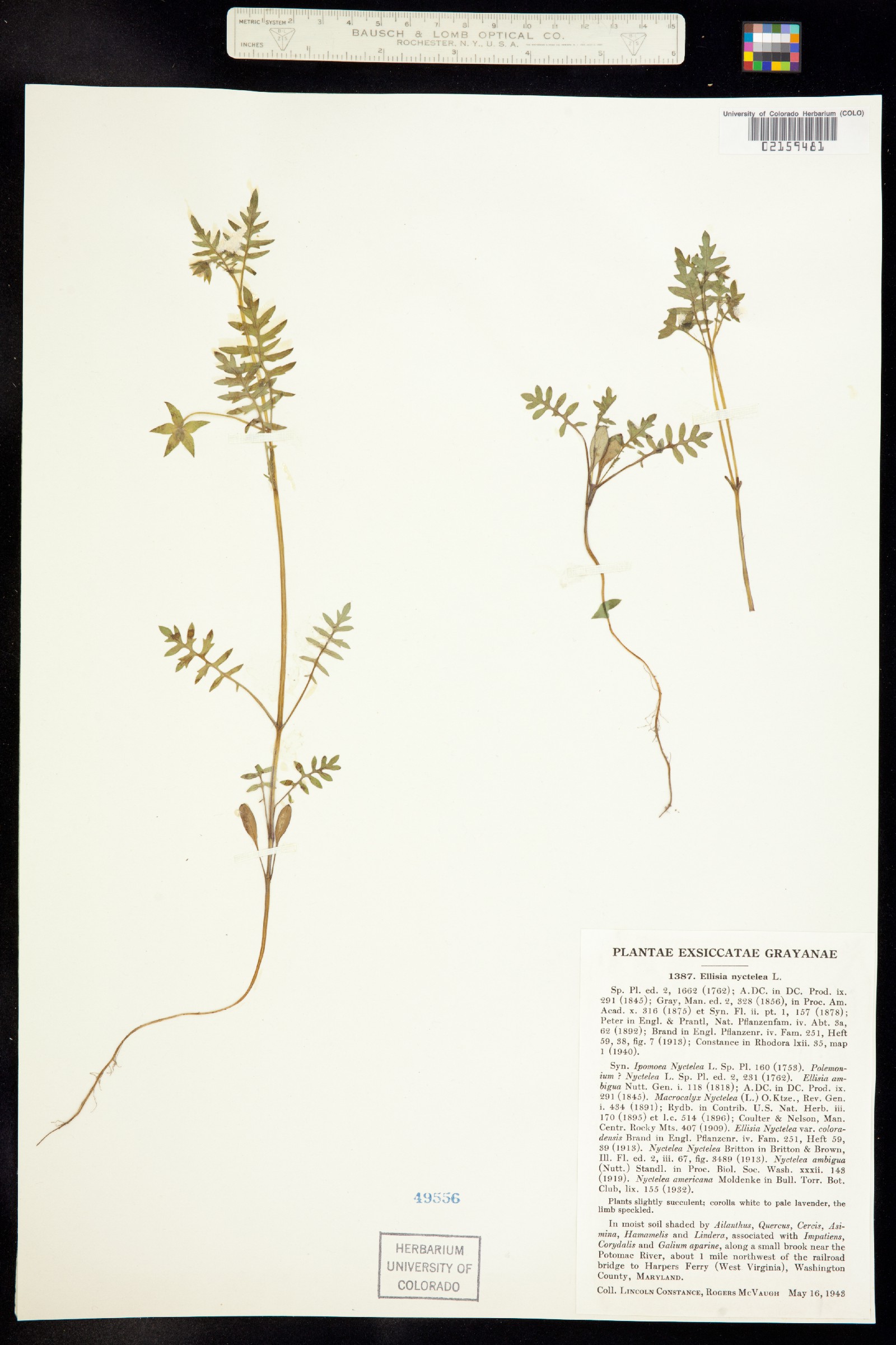 Ellisia nyctelea image