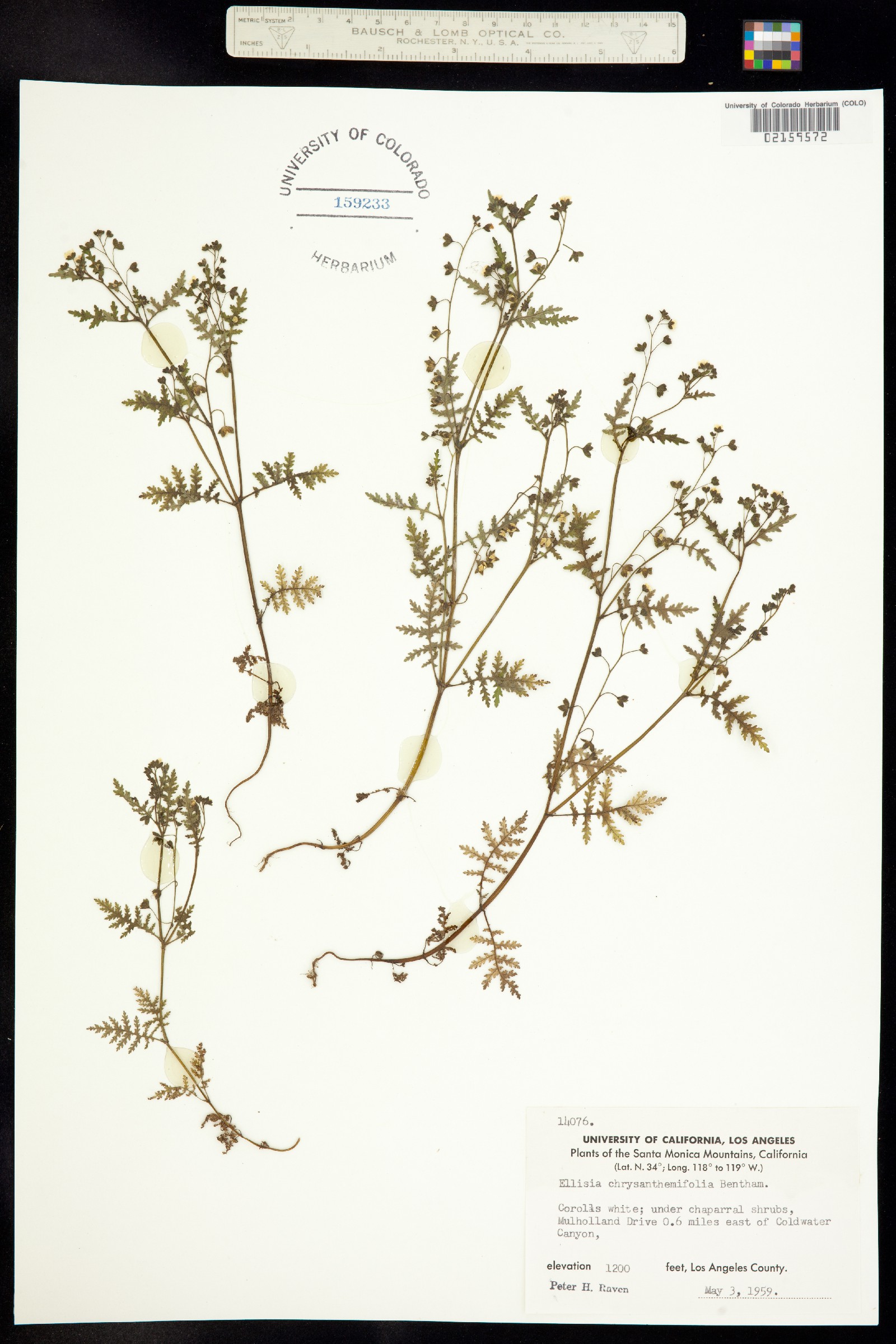Ellisia chrysanthemifolia image
