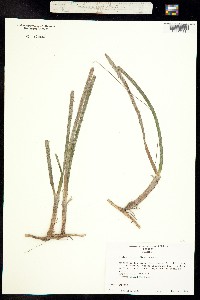 Thalassia testudinum image