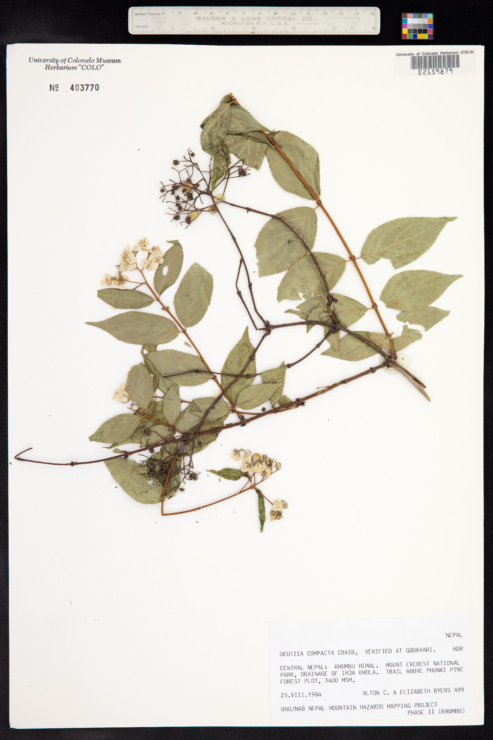 Deutzia compacta image
