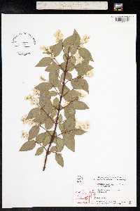 Deutzia gracilis image