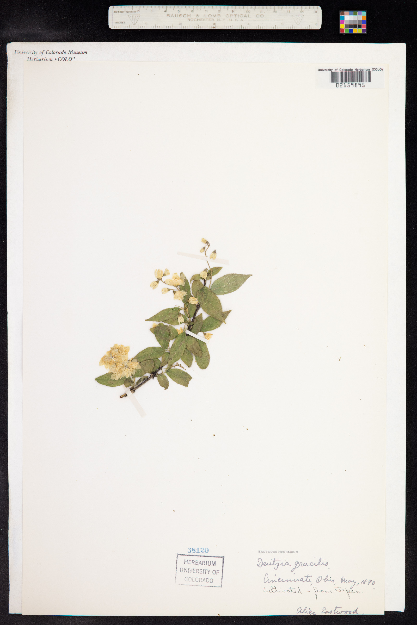 Deutzia image