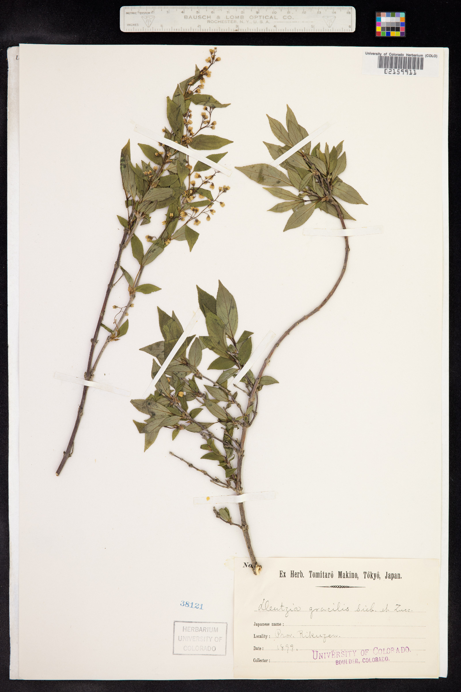 Deutzia gracilis image