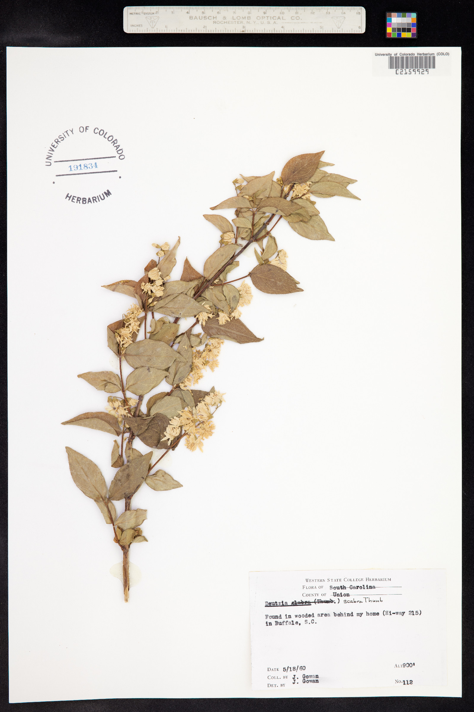Deutzia image