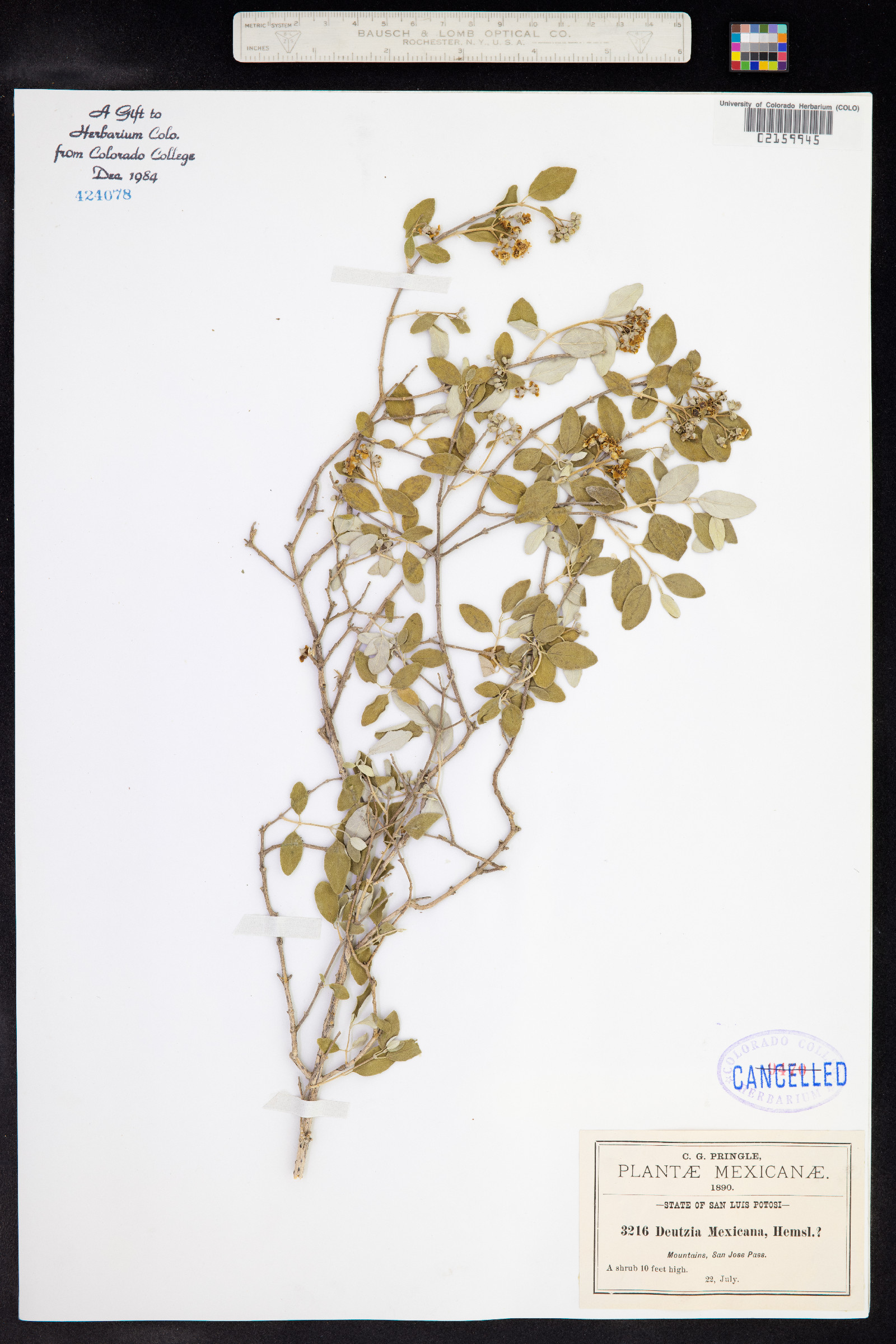 Deutzia mexicana image