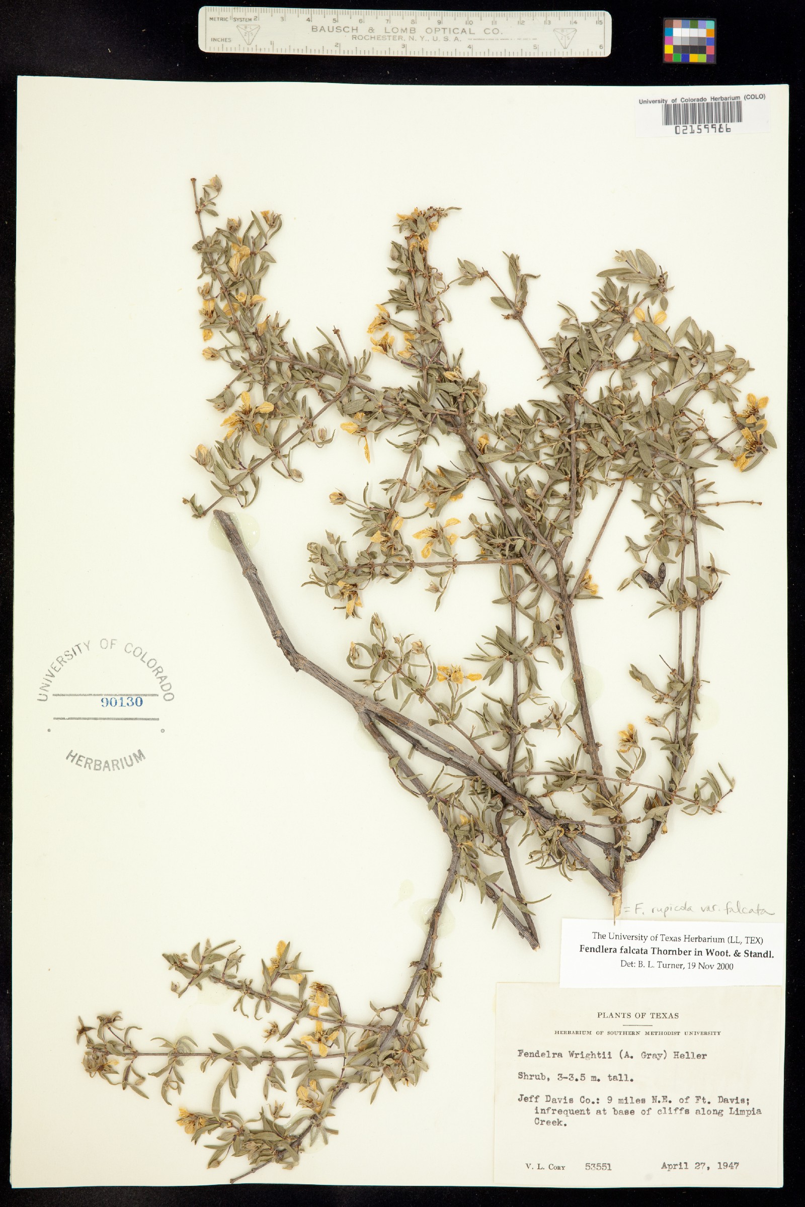 Fendlera falcata image