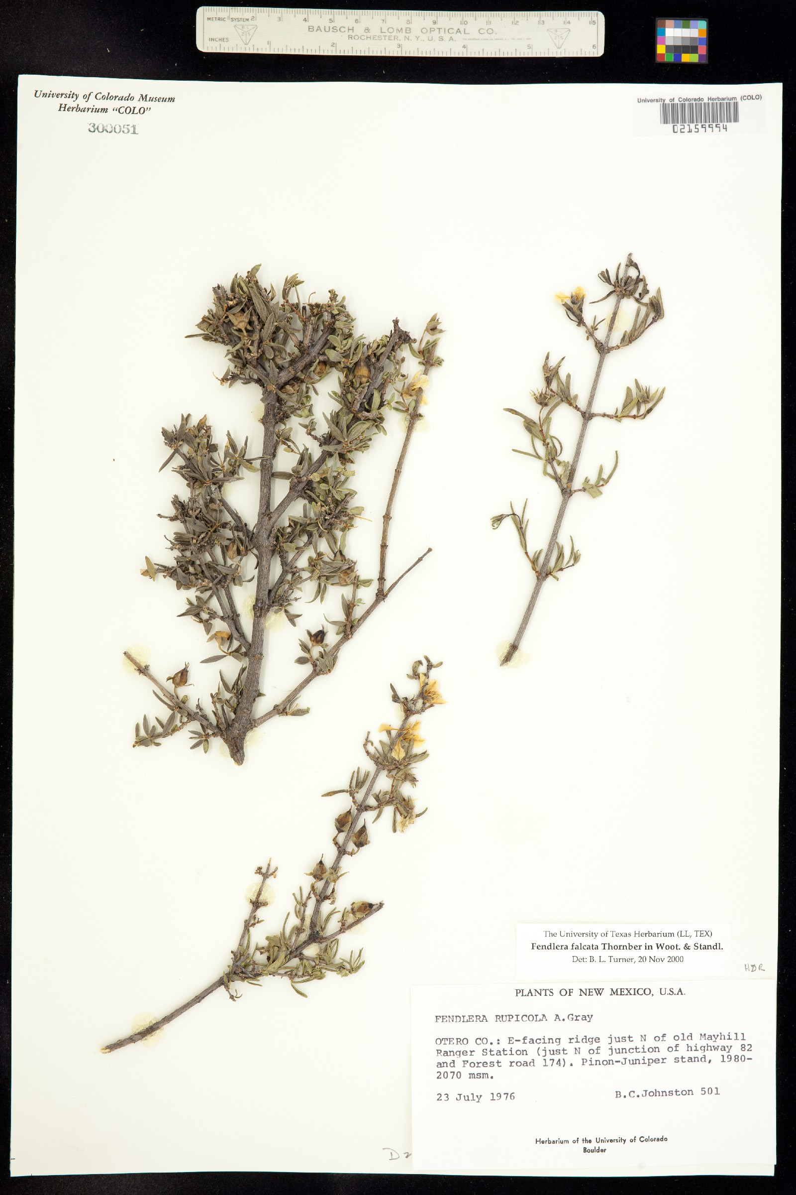 Fendlera falcata image