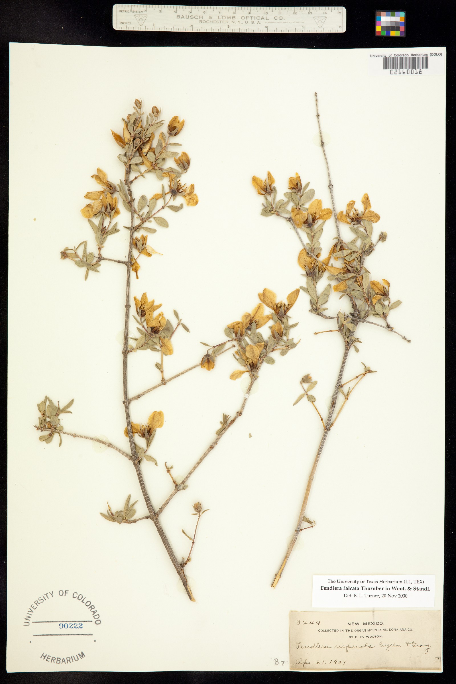 Fendlera falcata image