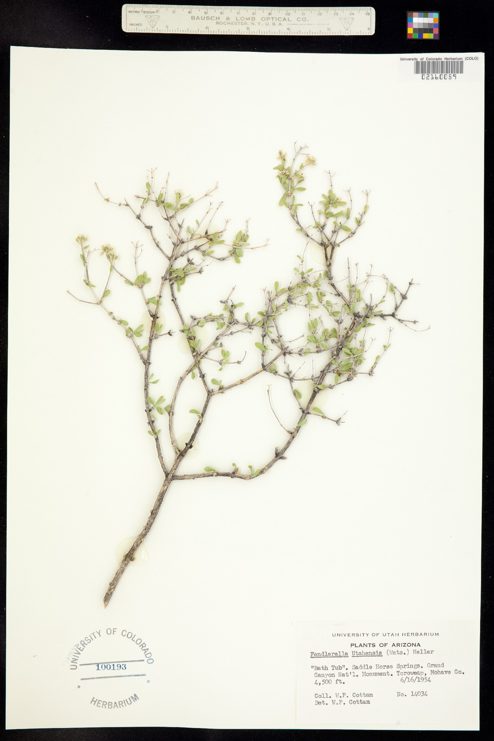 Fendlerella utahensis image