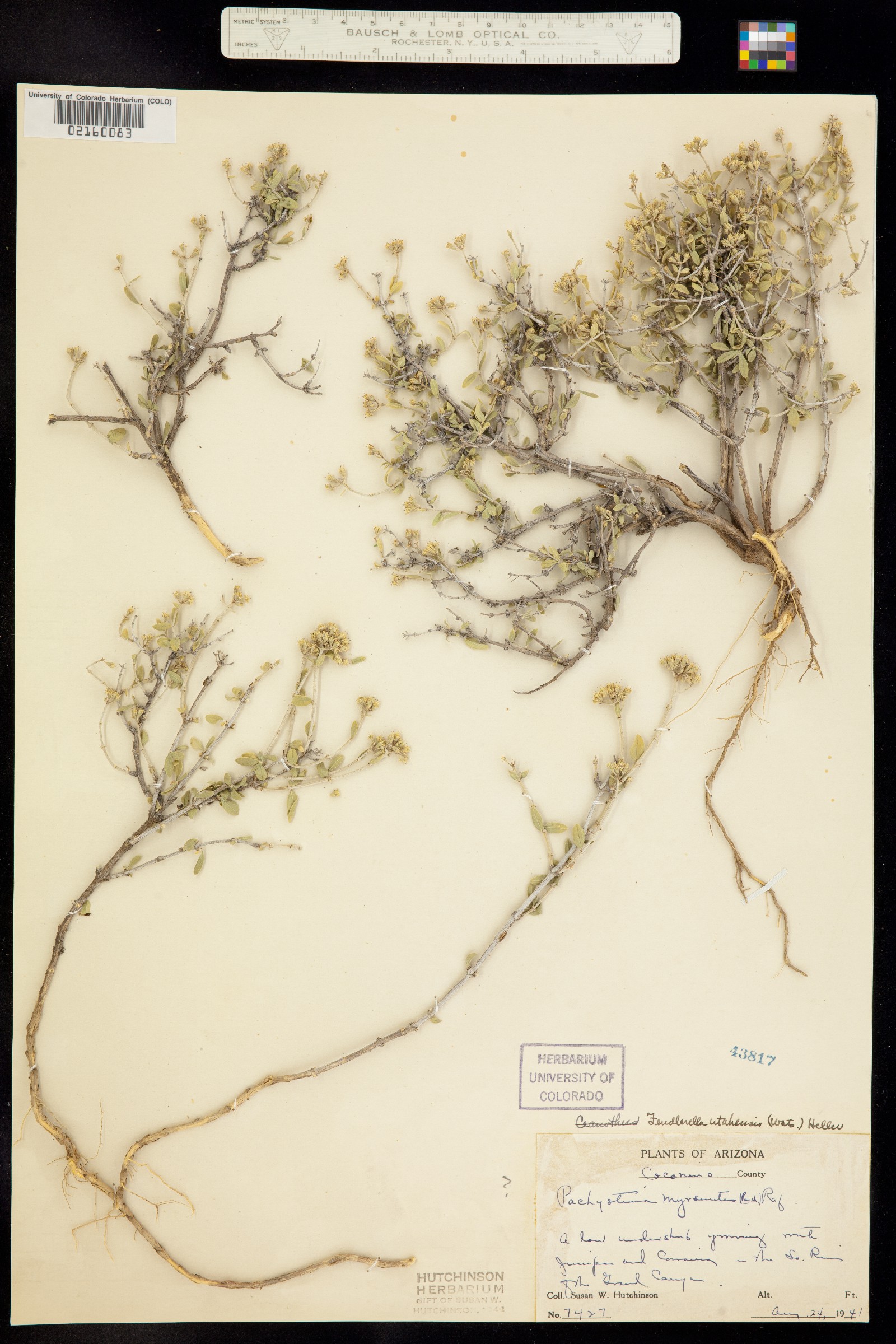 Fendlerella utahensis image