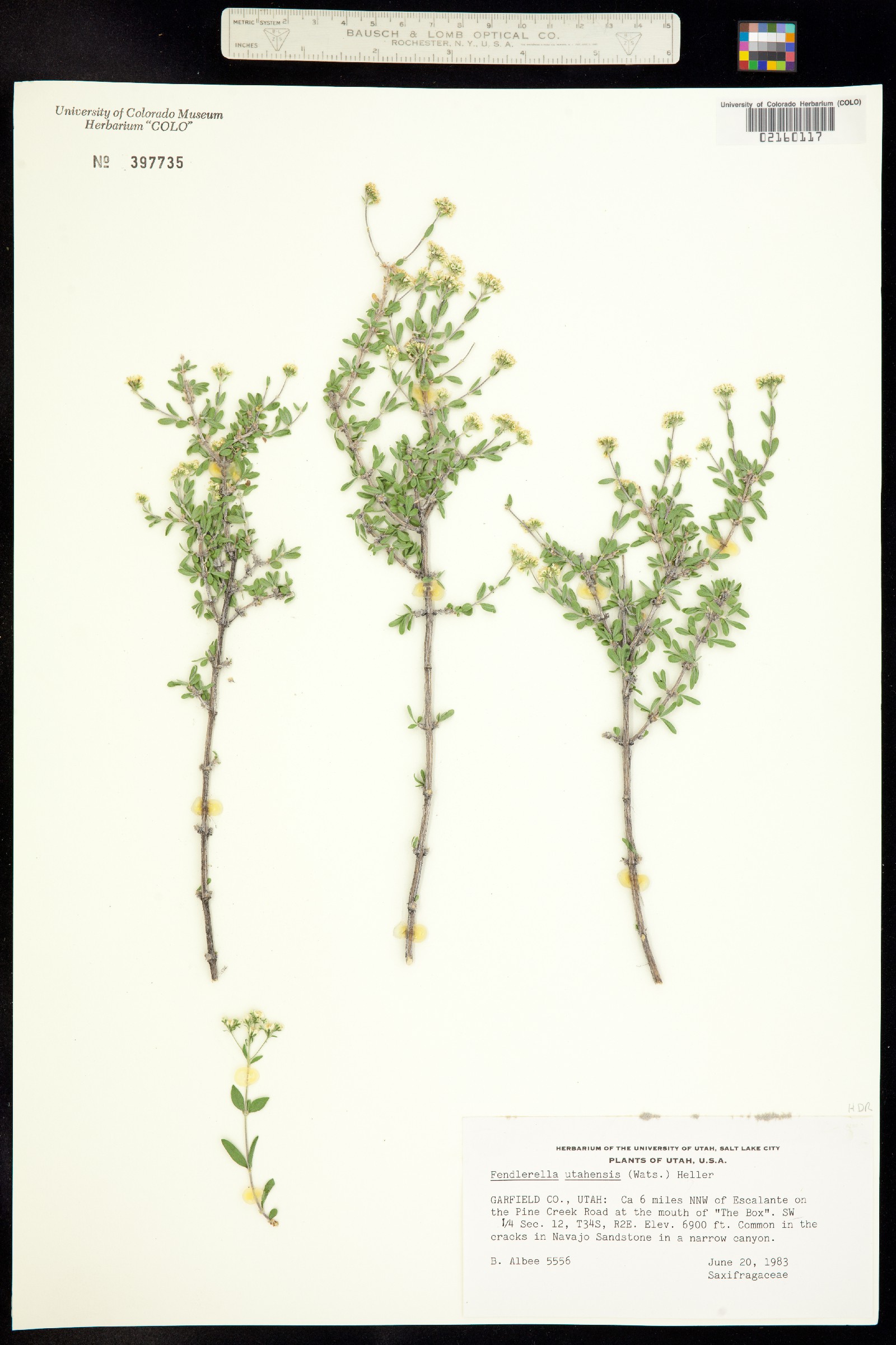 Fendlerella utahensis image