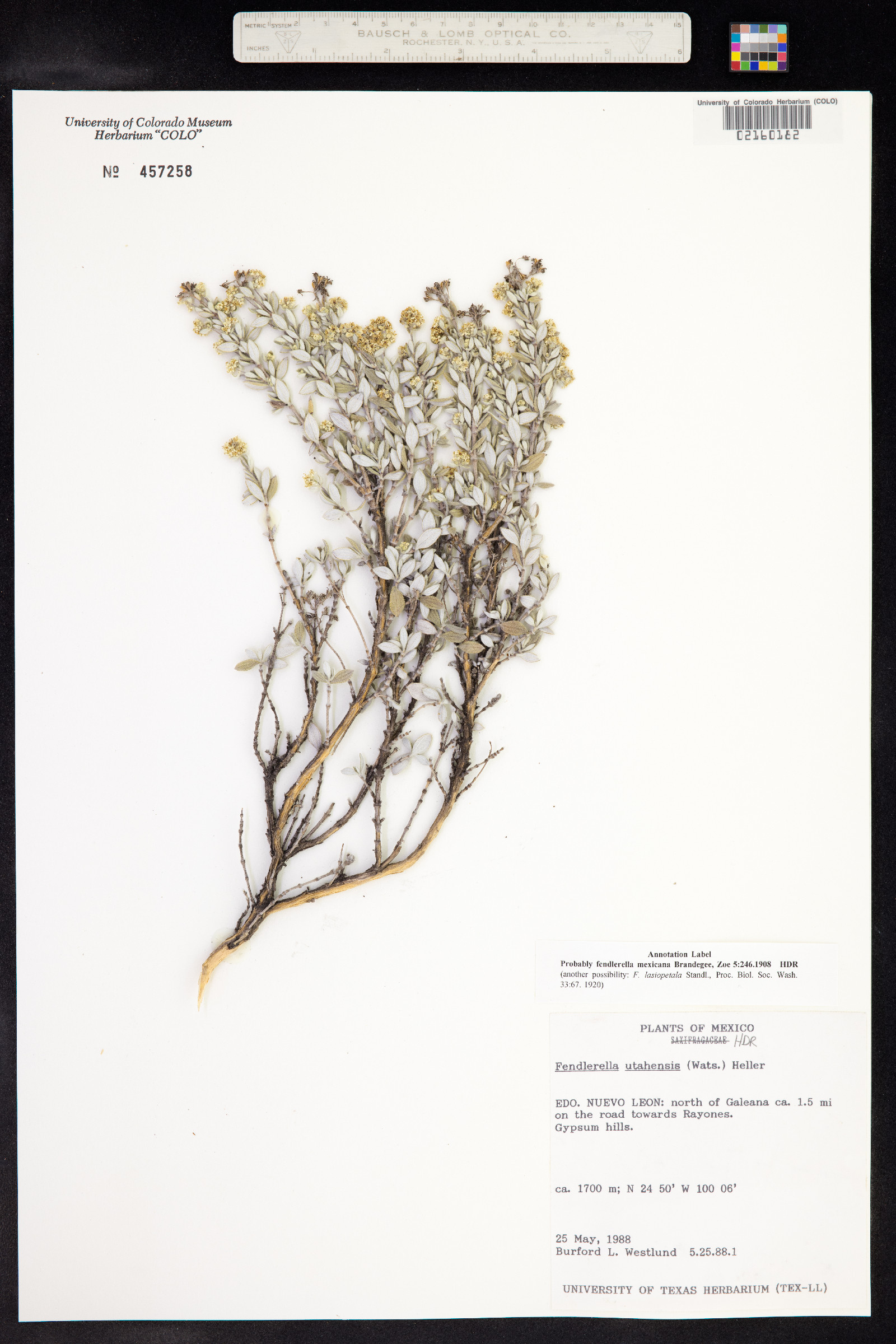 Fendlerella utahensis image
