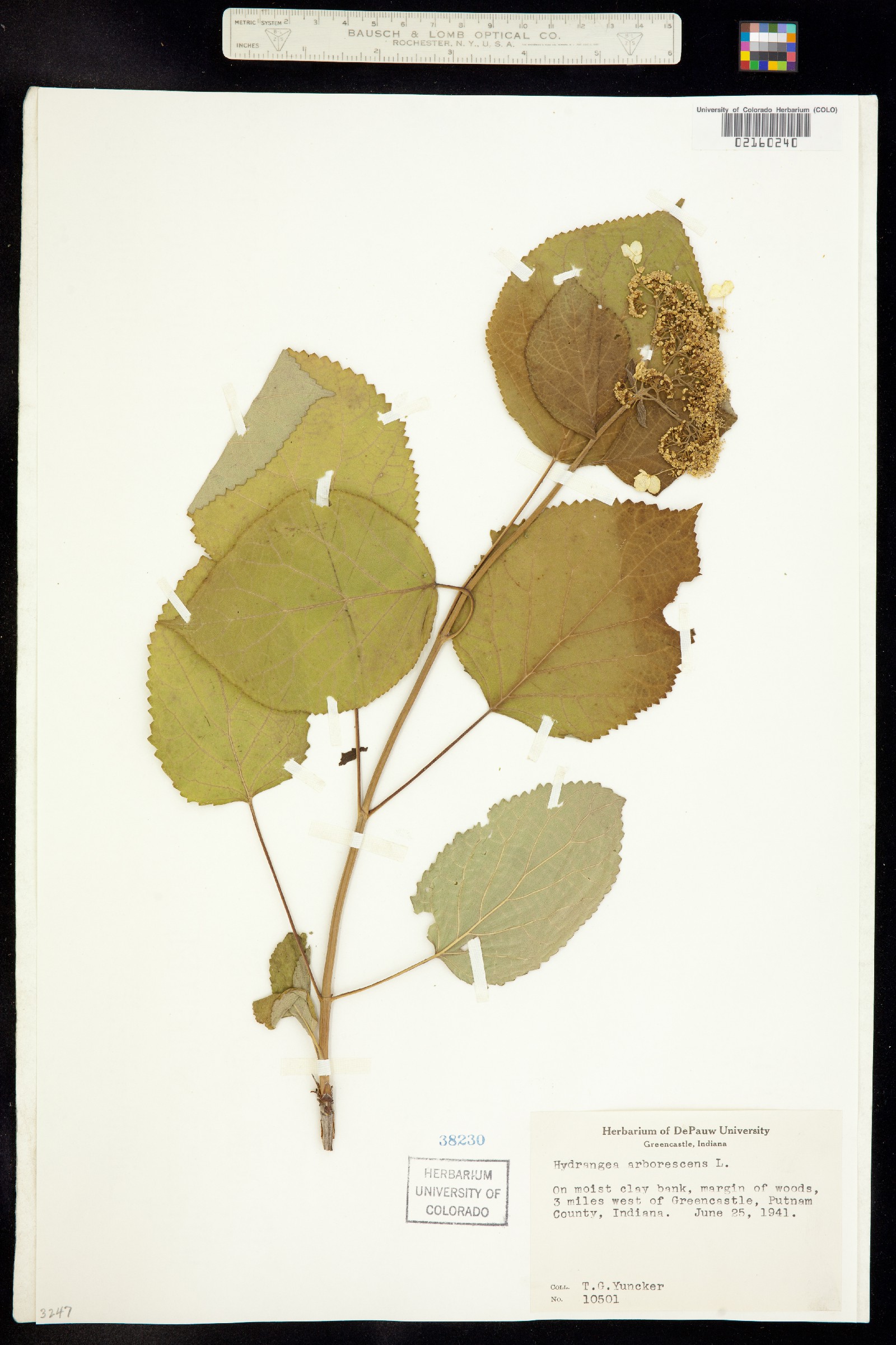 Hydrangea arborescens image