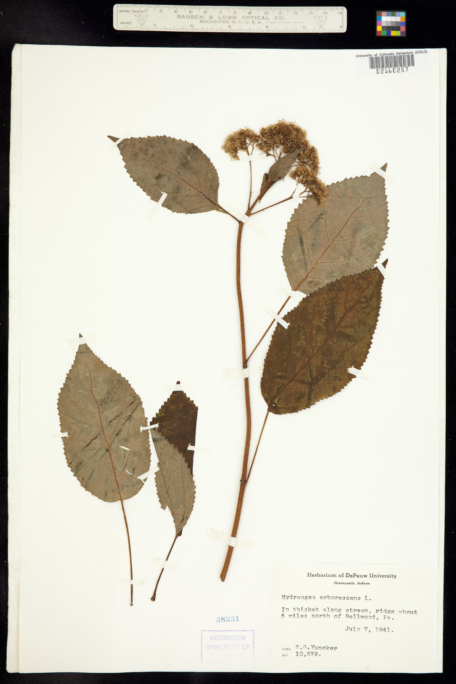 Hydrangea arborescens image