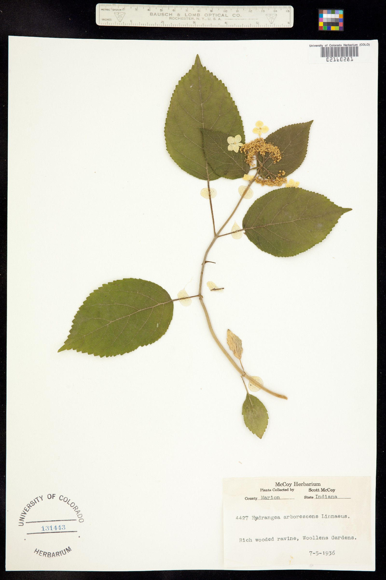 Hydrangea arborescens image