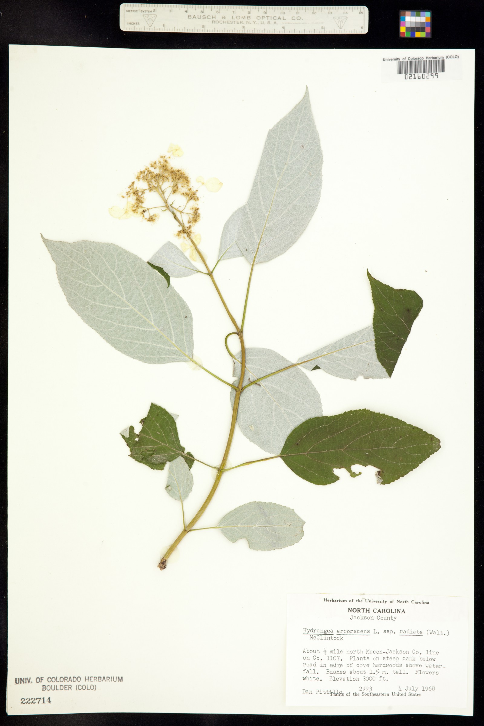 Hydrangea arborescens image