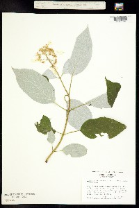 Hydrangea arborescens image