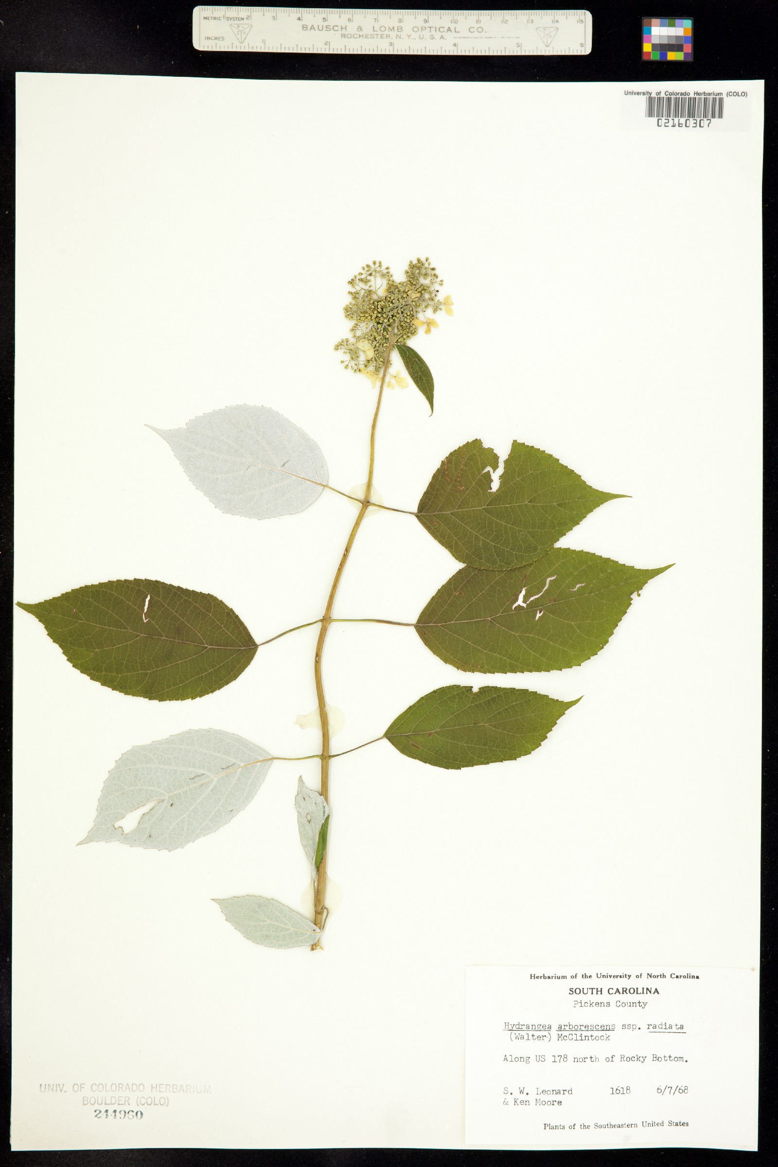 Hydrangea arborescens image