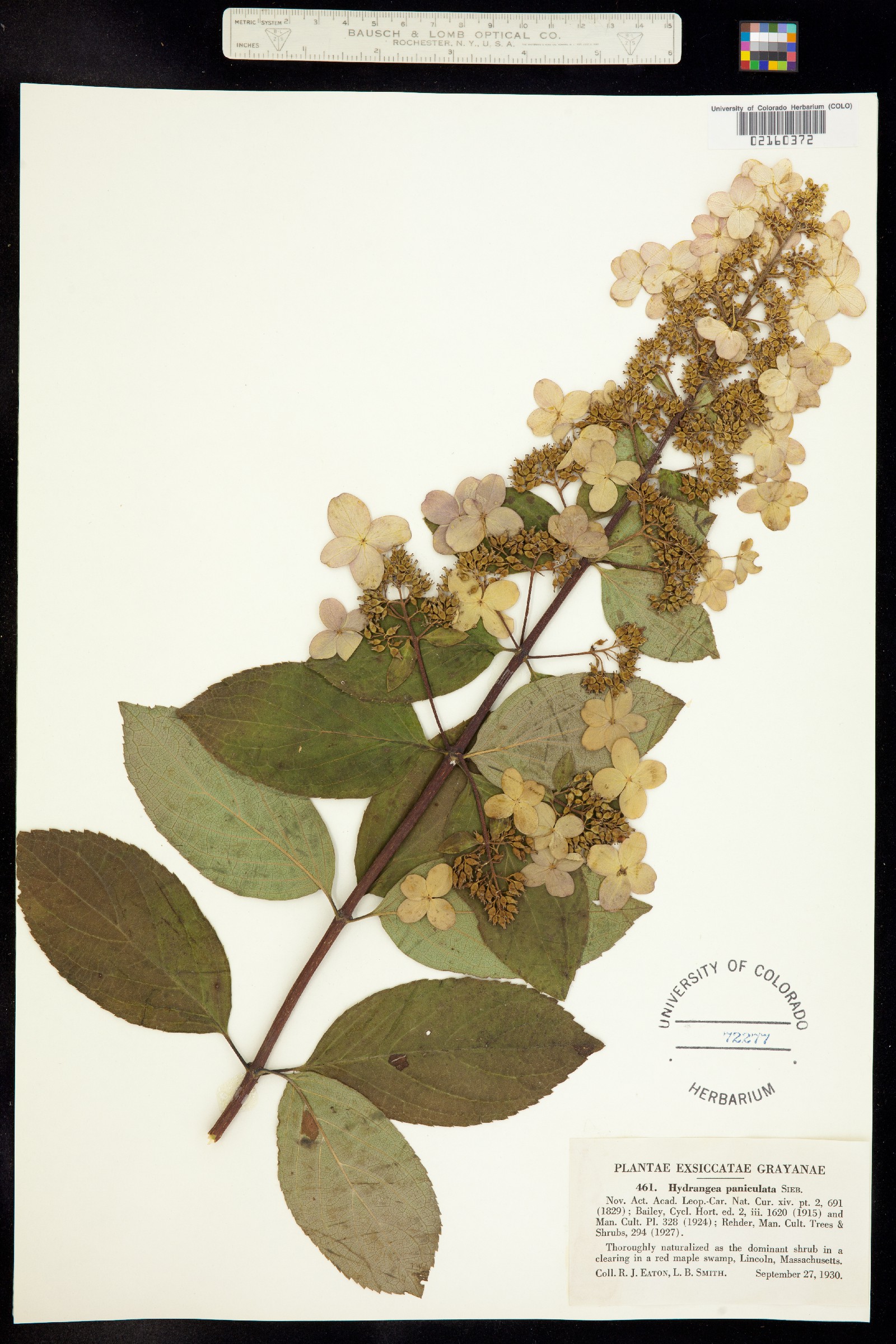 Hydrangea paniculata image