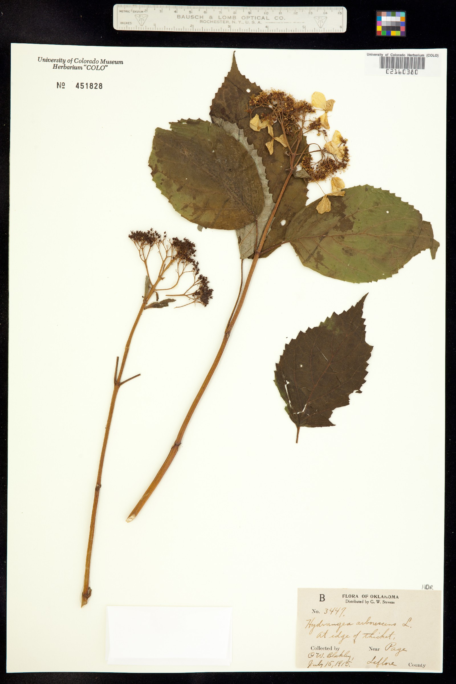 Hydrangea arborescens image