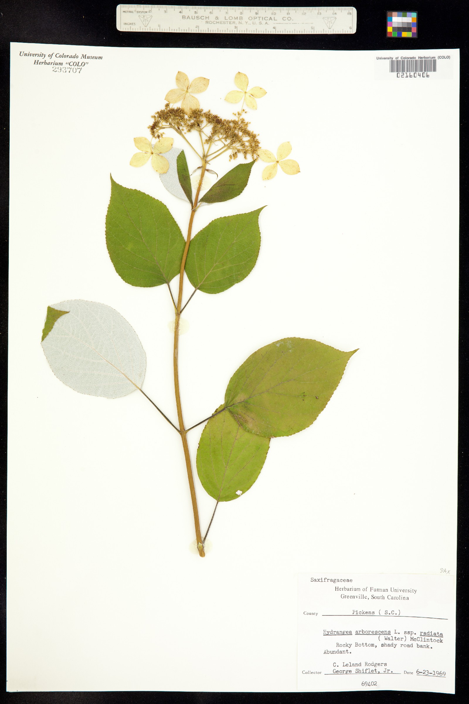 Hydrangea arborescens image
