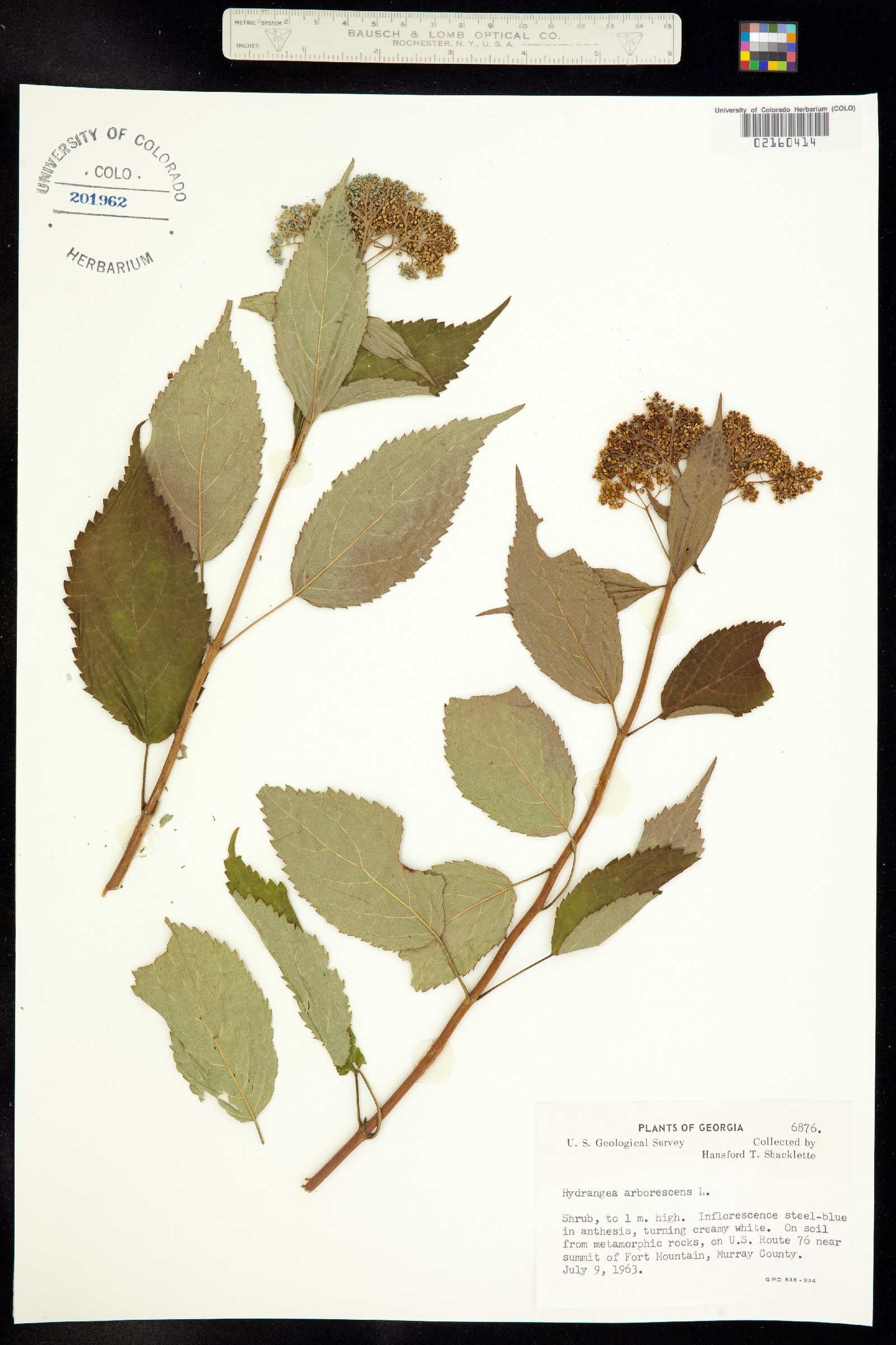 Hydrangea image