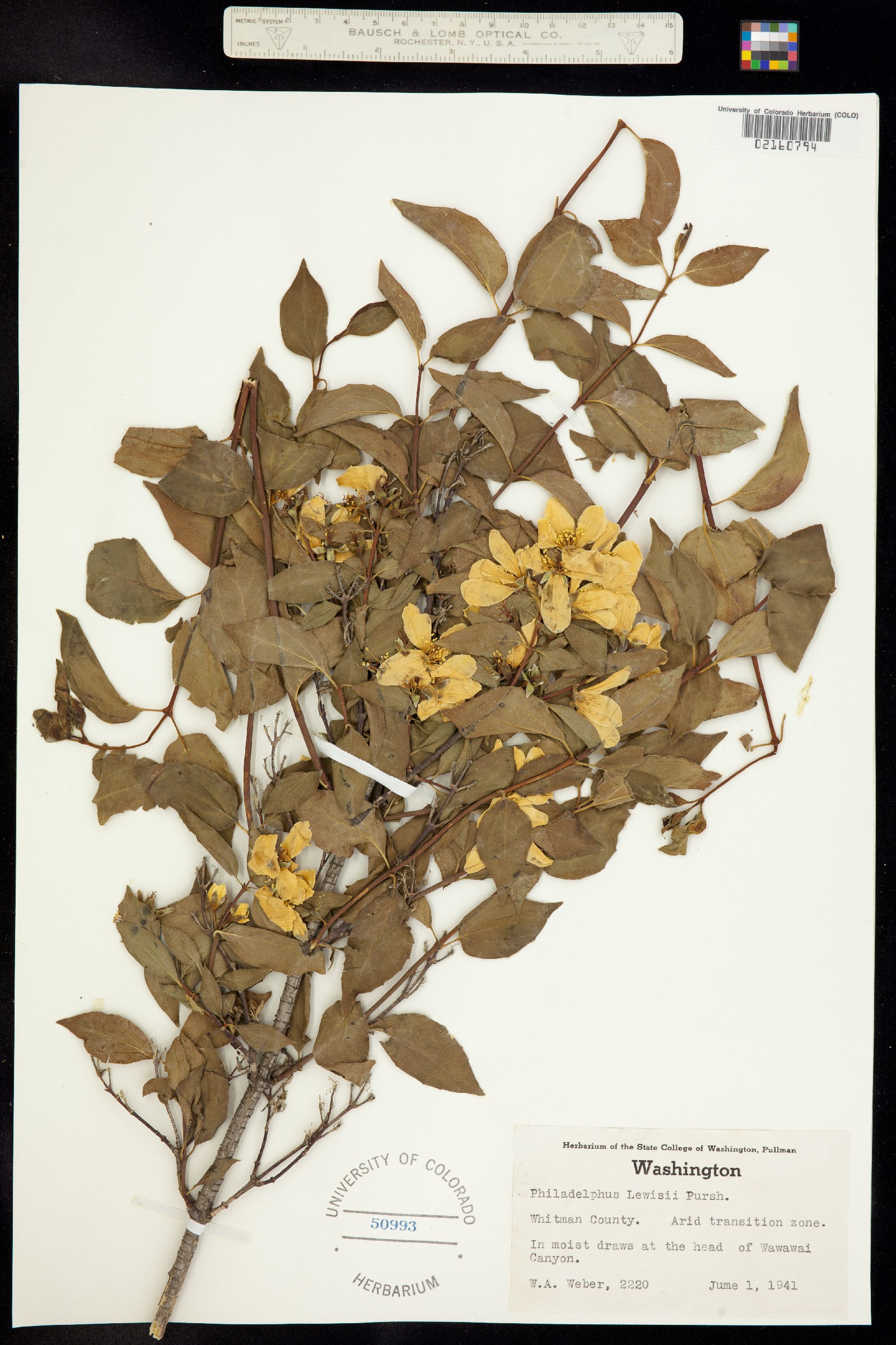 Philadelphus lewisii image