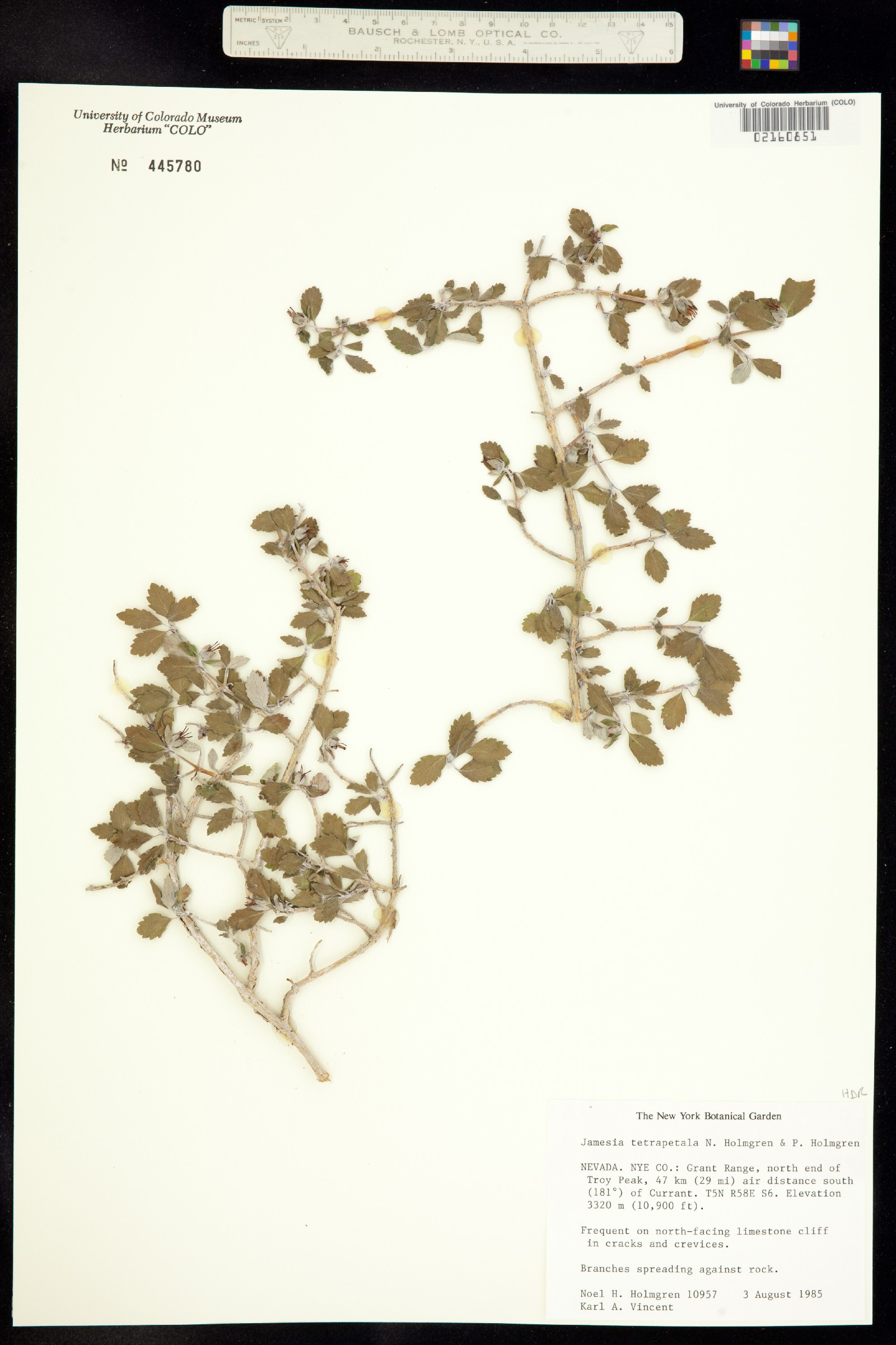 Jamesia tetrapetala image