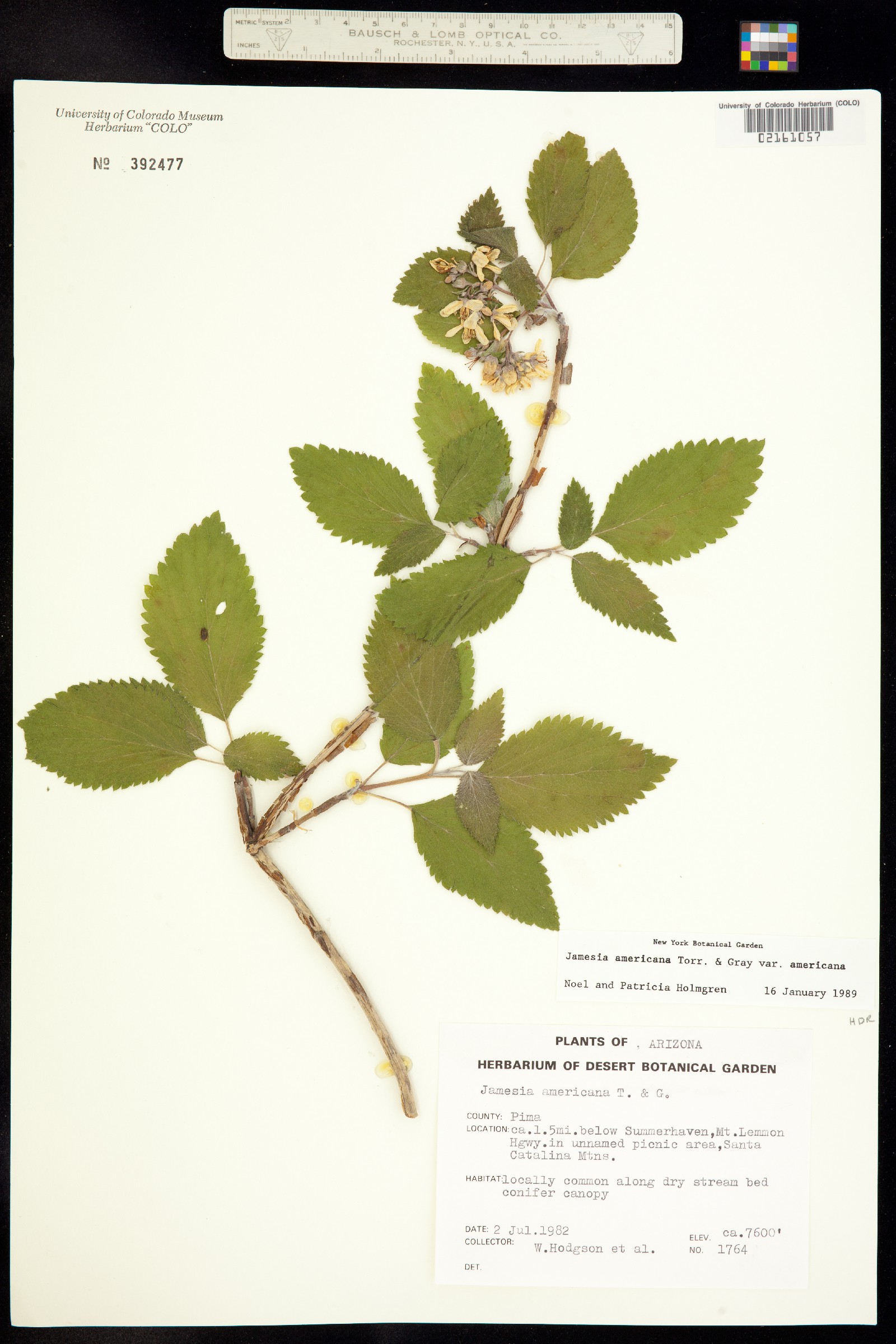 Jamesia americana var. americana image