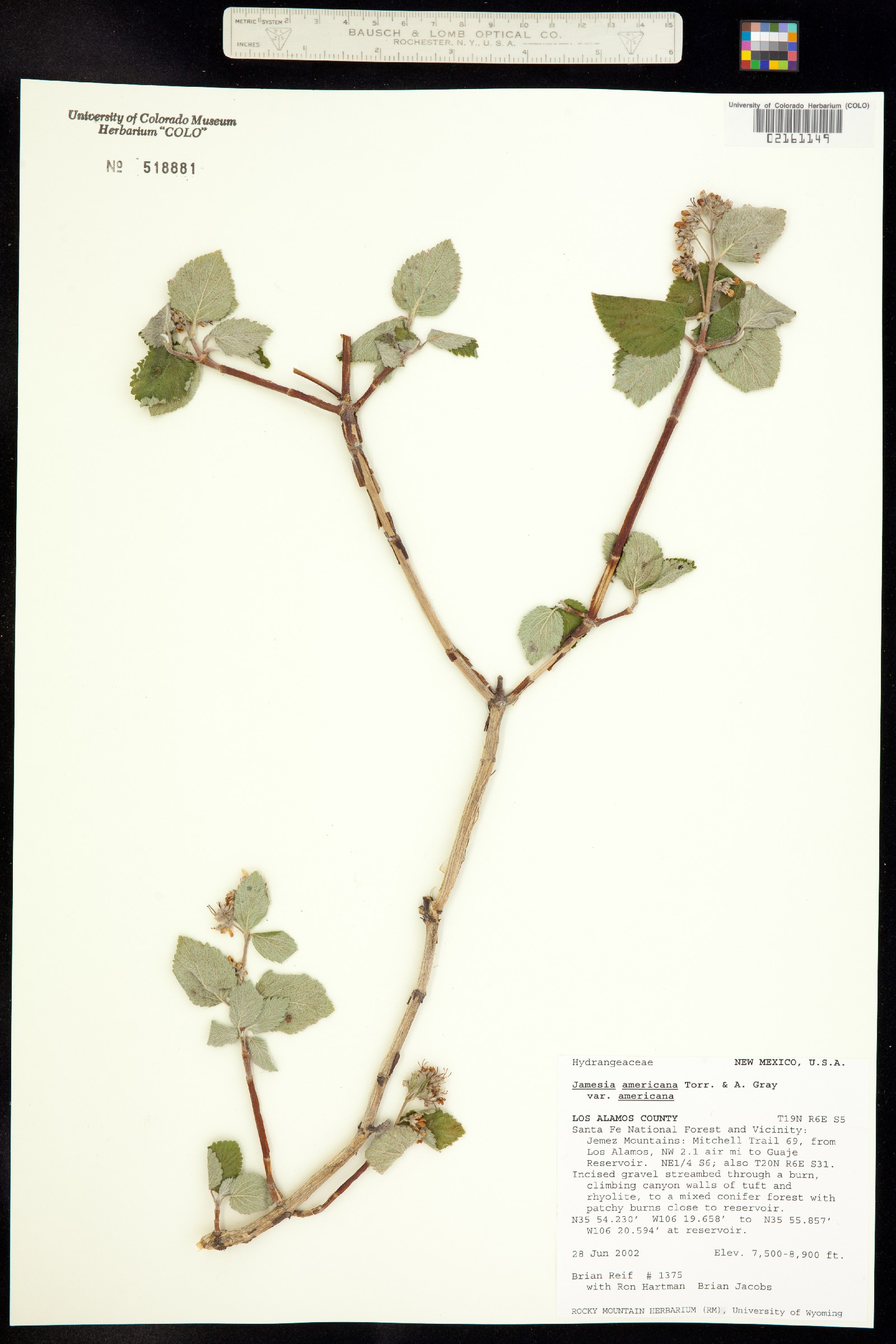 Jamesia americana image