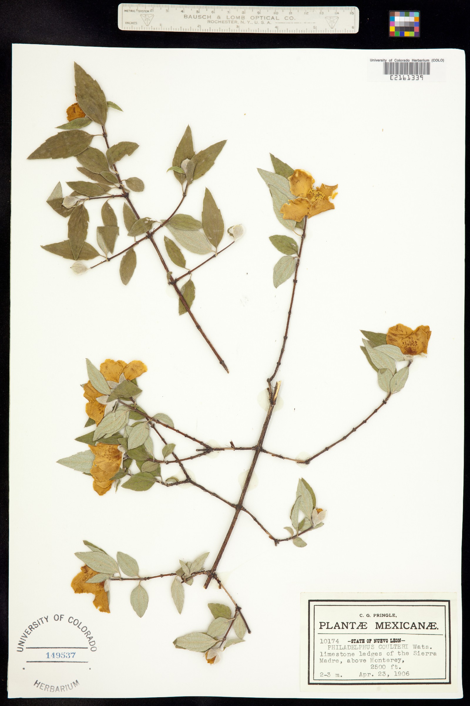 Philadelphus coulteri image