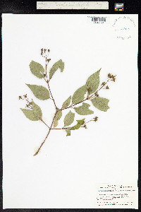 Image of Philadelphus satsumanus