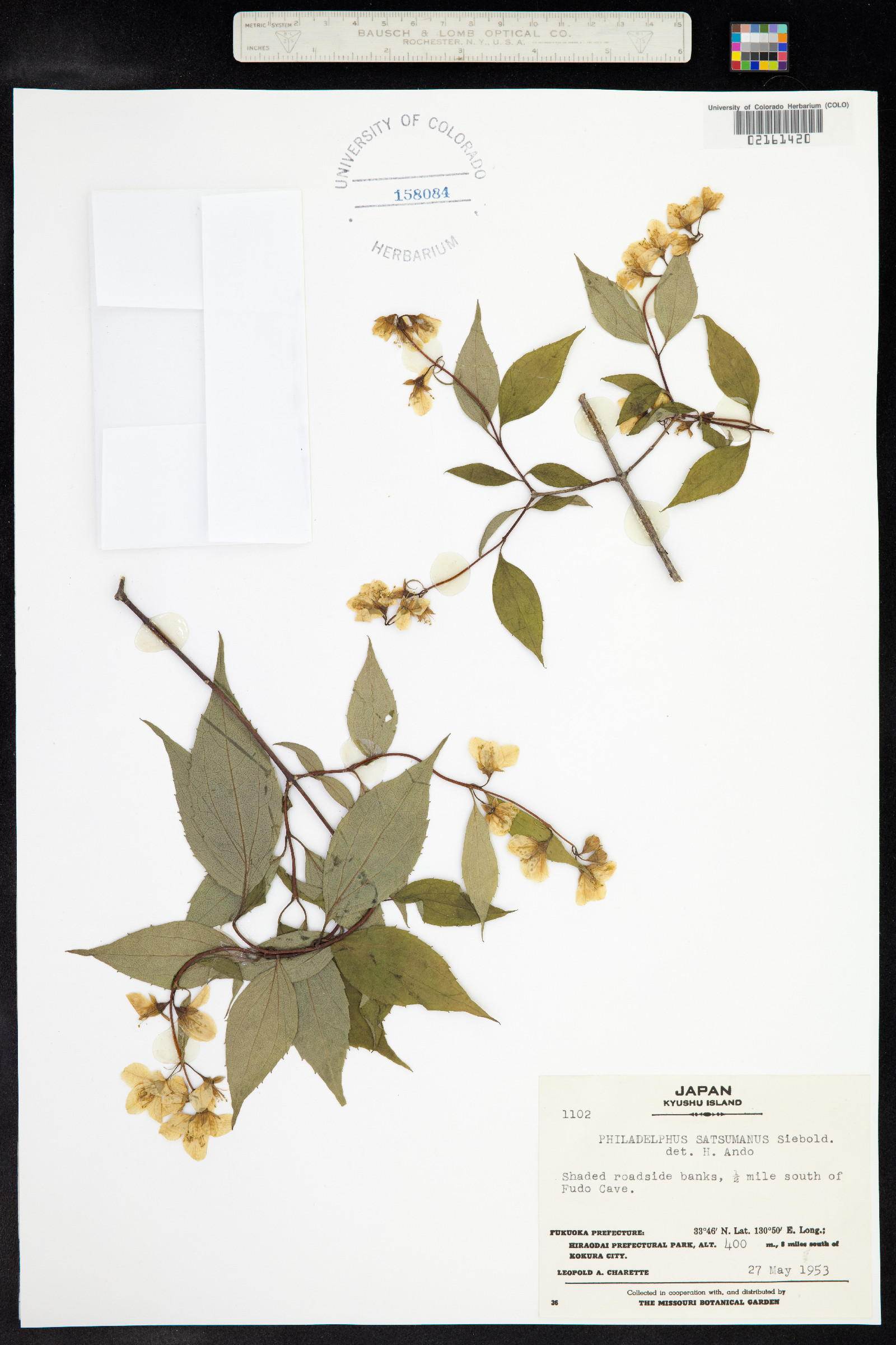 Philadelphus satsumanus image
