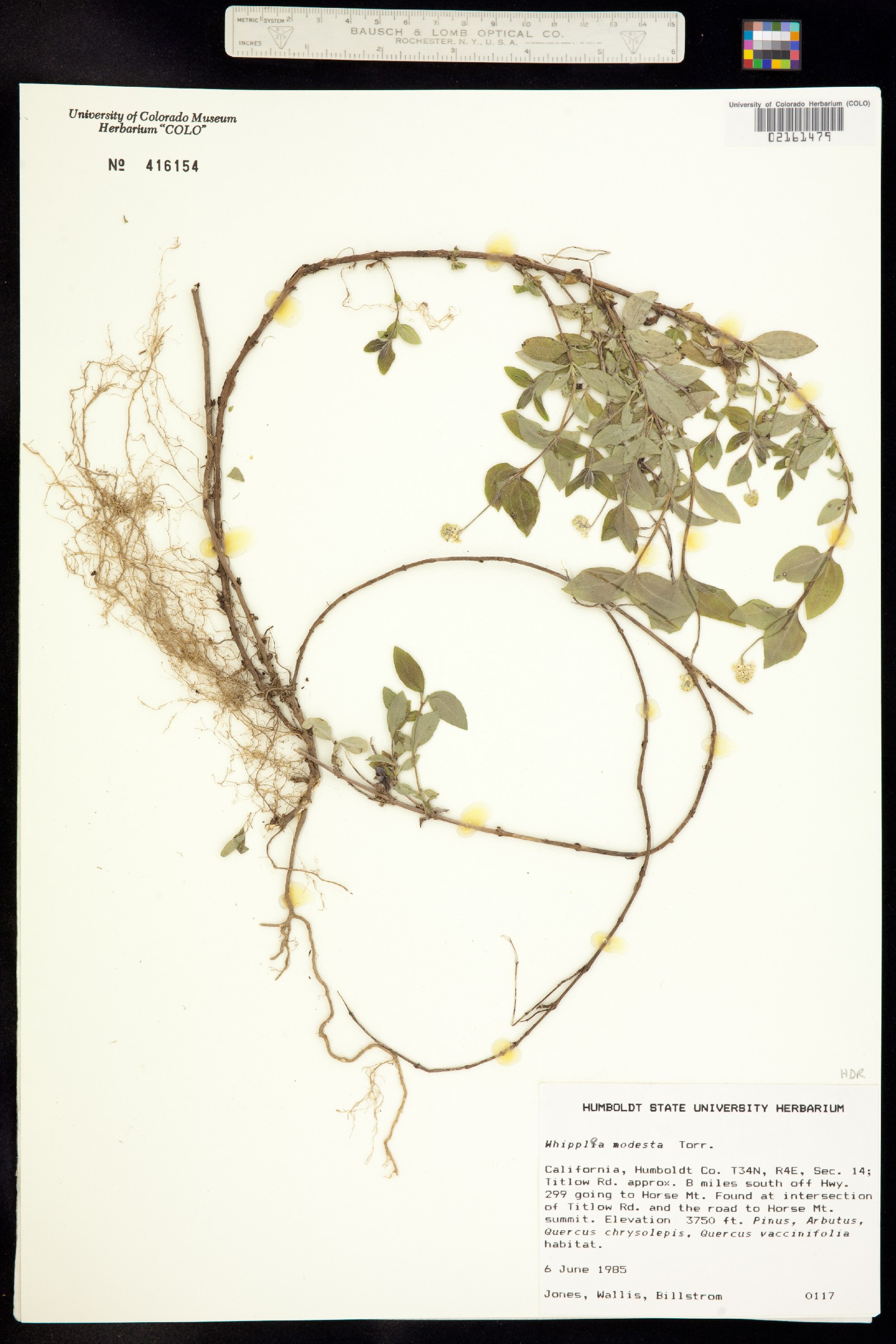 Whipplea modesta image
