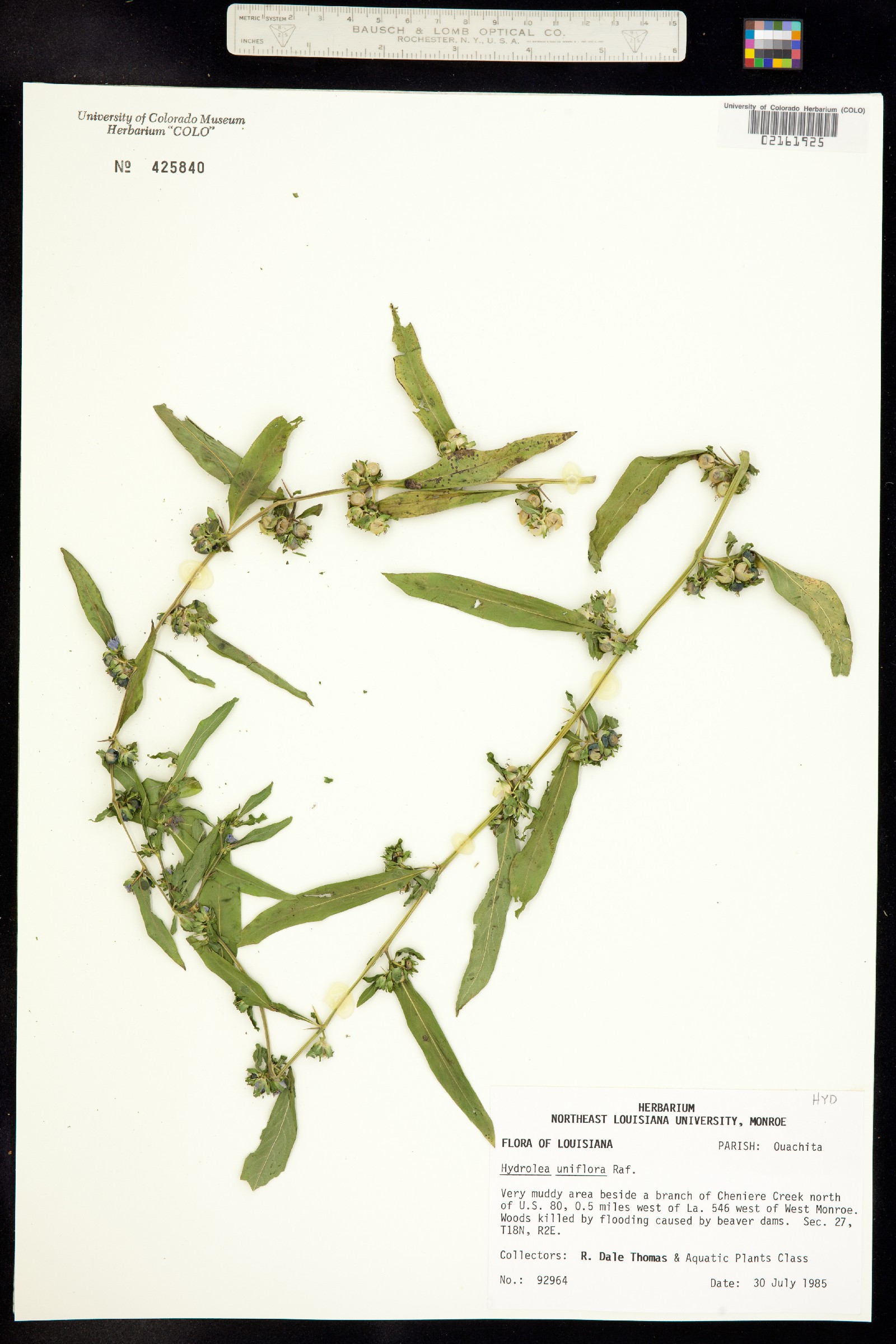 Hydrolea uniflora image