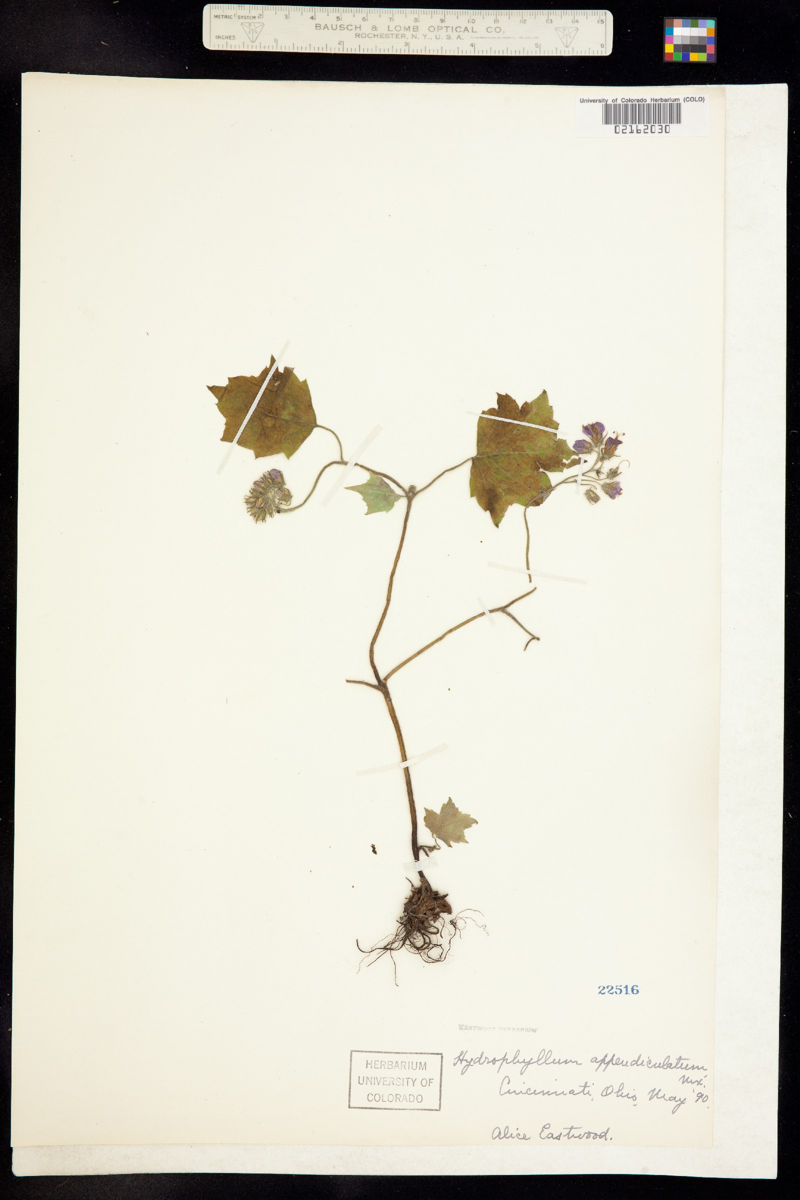 Hydrophyllum appendiculatum image