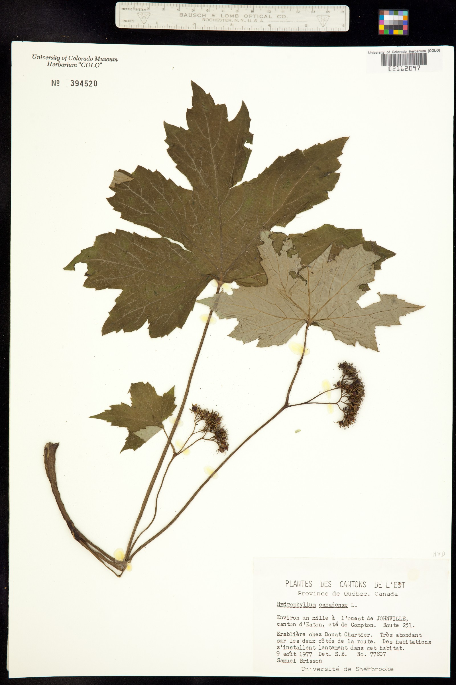 Hydrophyllum canadense image