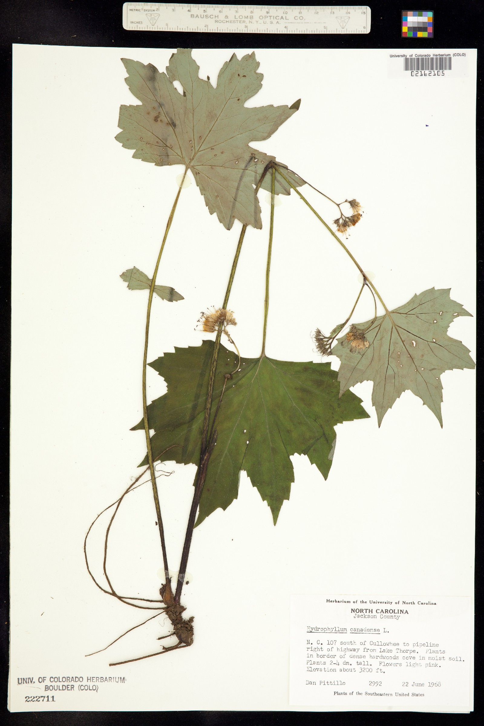 Hydrophyllum canadense image