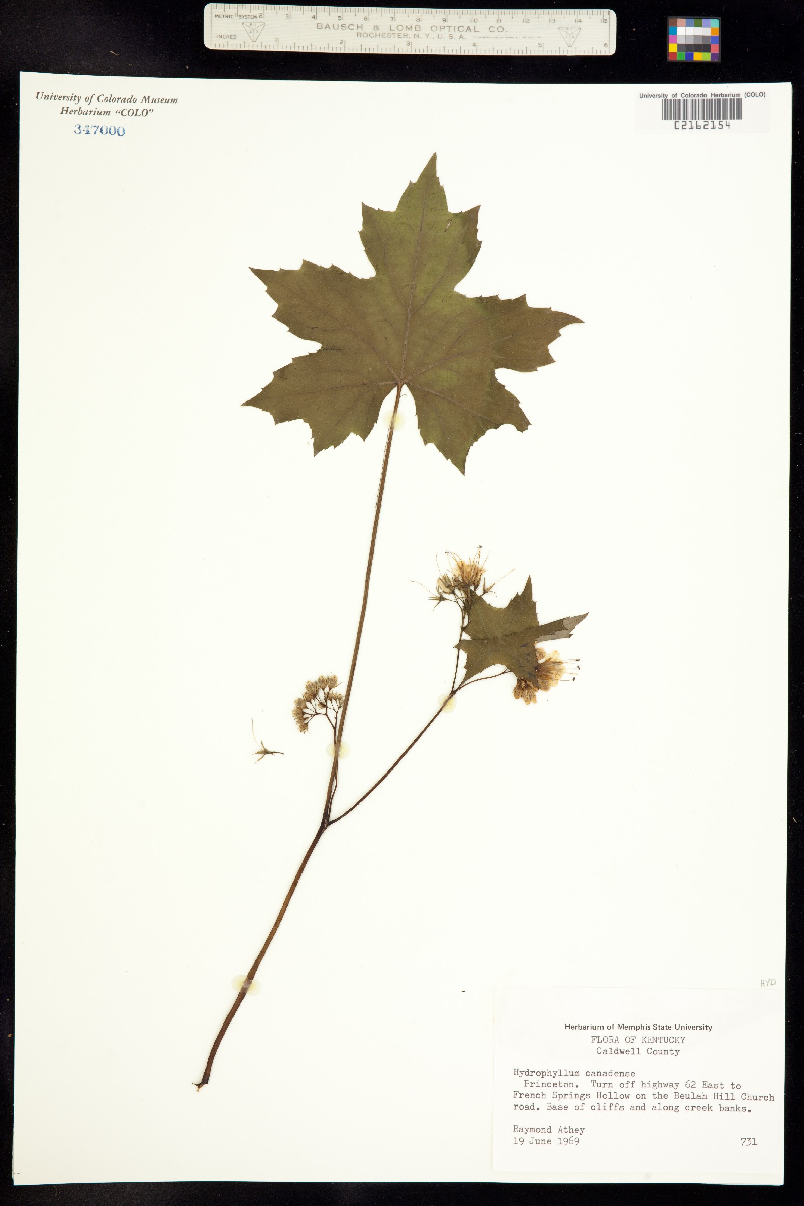 Hydrophyllum canadense image