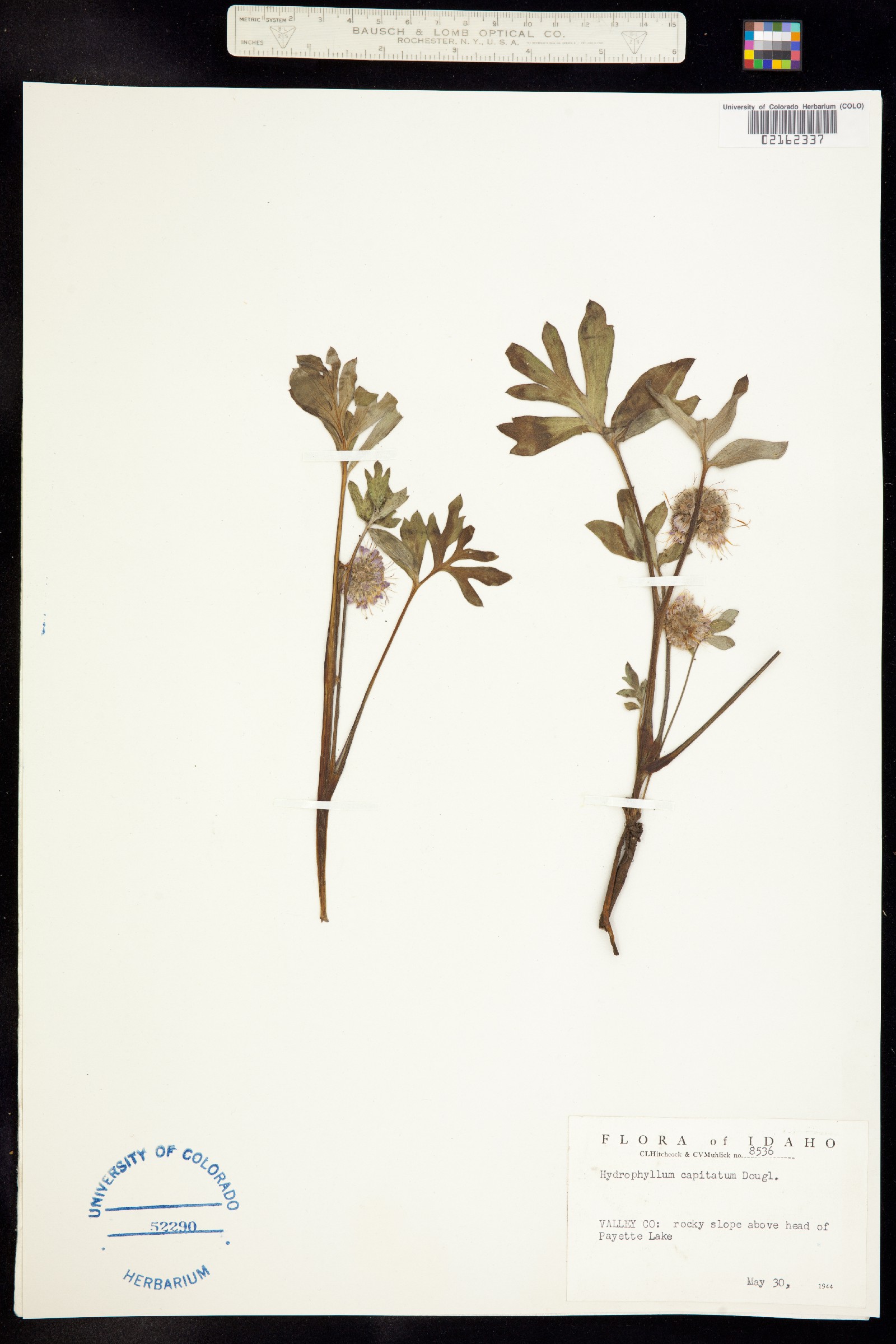 Hydrophyllum capitatum image