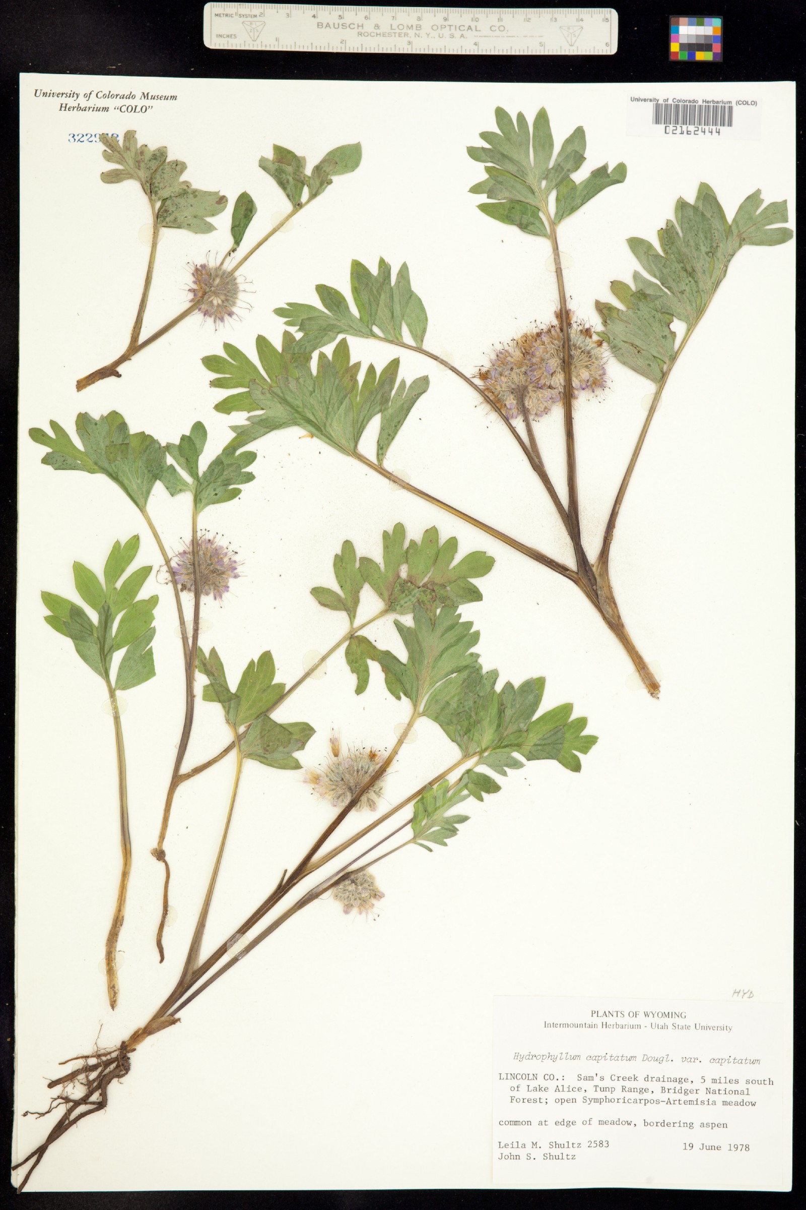 Hydrophyllum capitatum image