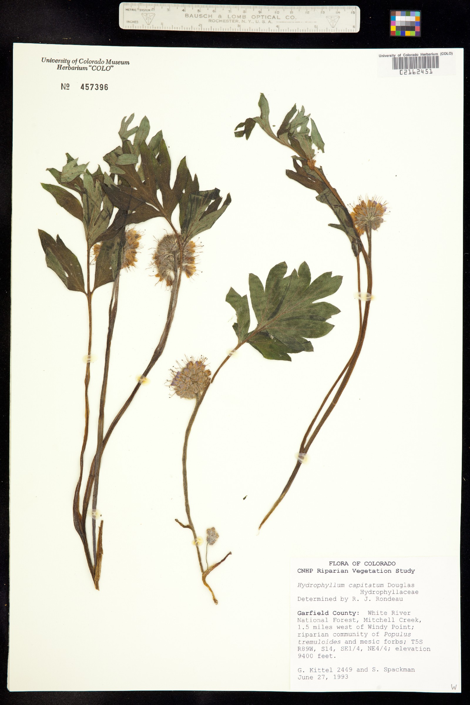 Hydrophyllum capitatum image