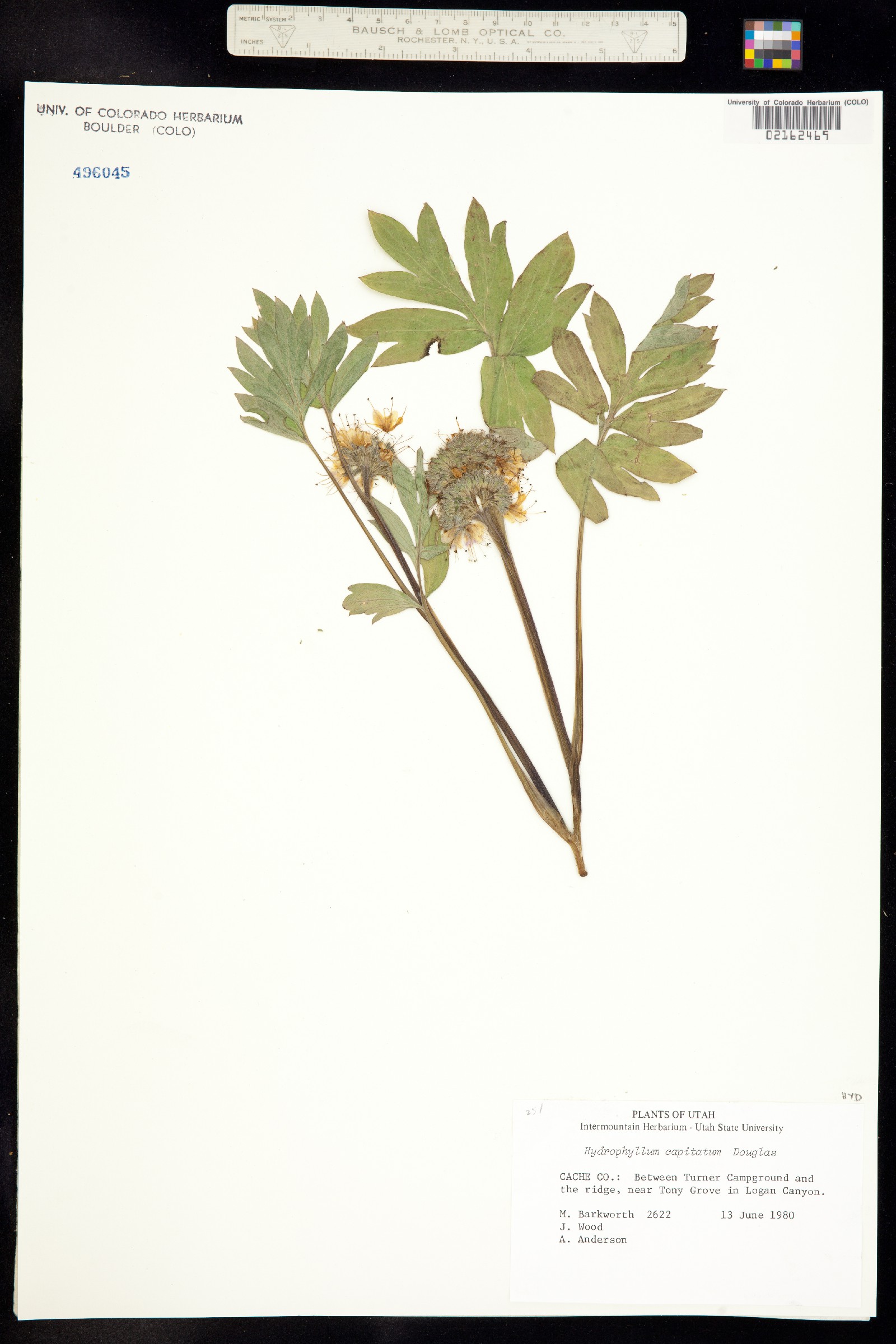 Hydrophyllum capitatum image
