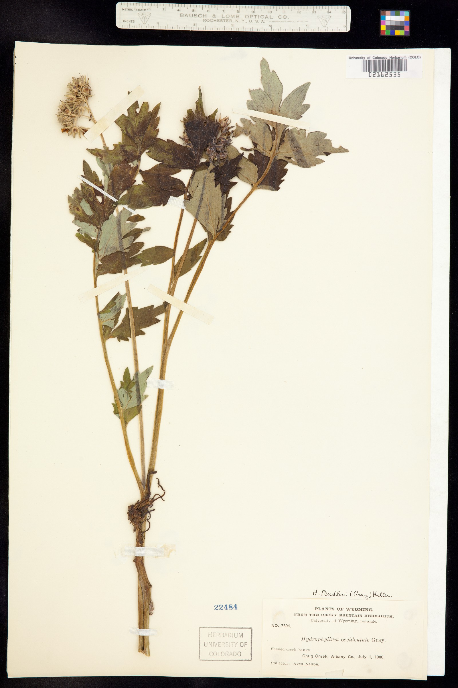Hydrophyllaceae image