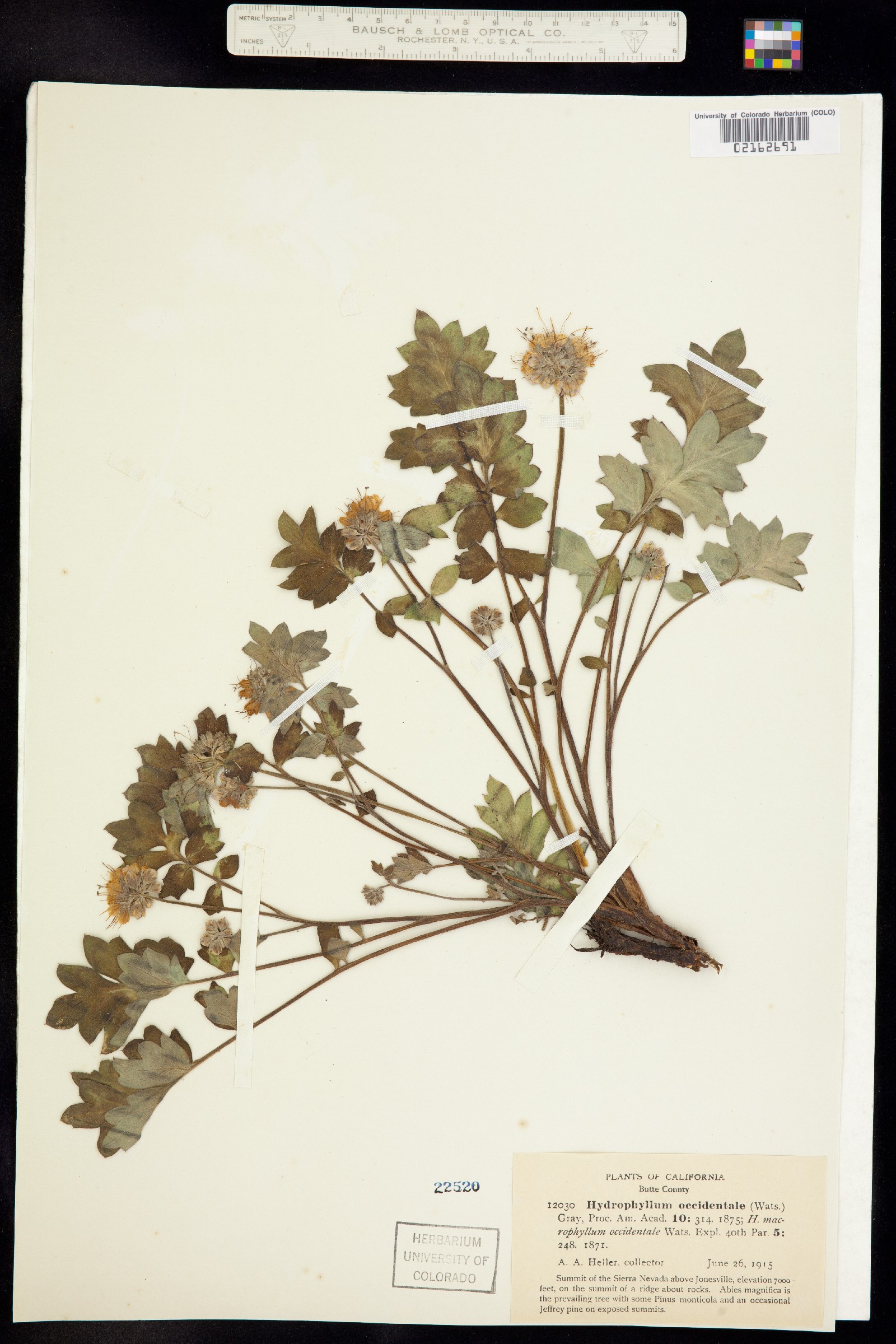Hydrophyllum occidentale image