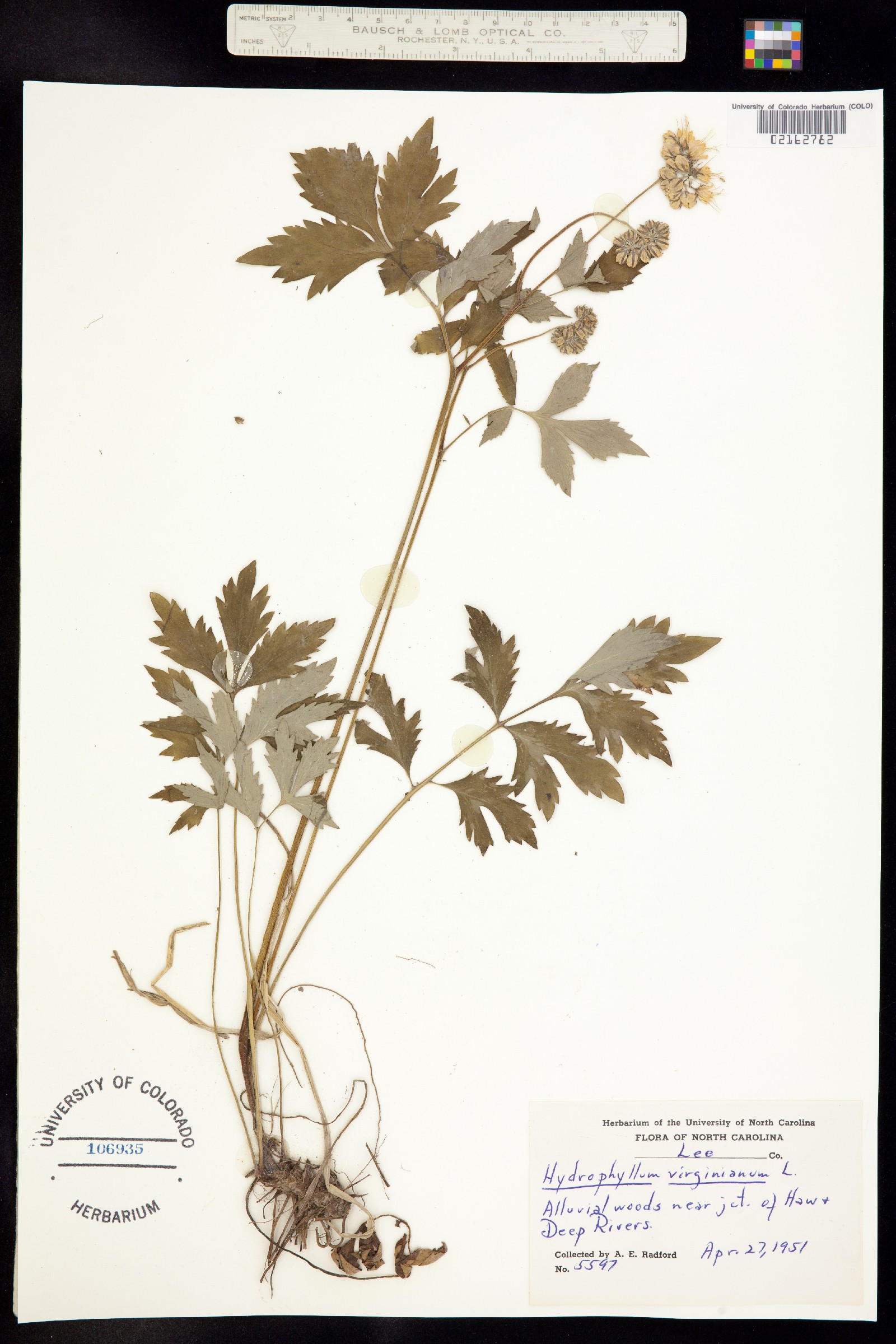 Hydrophyllum image