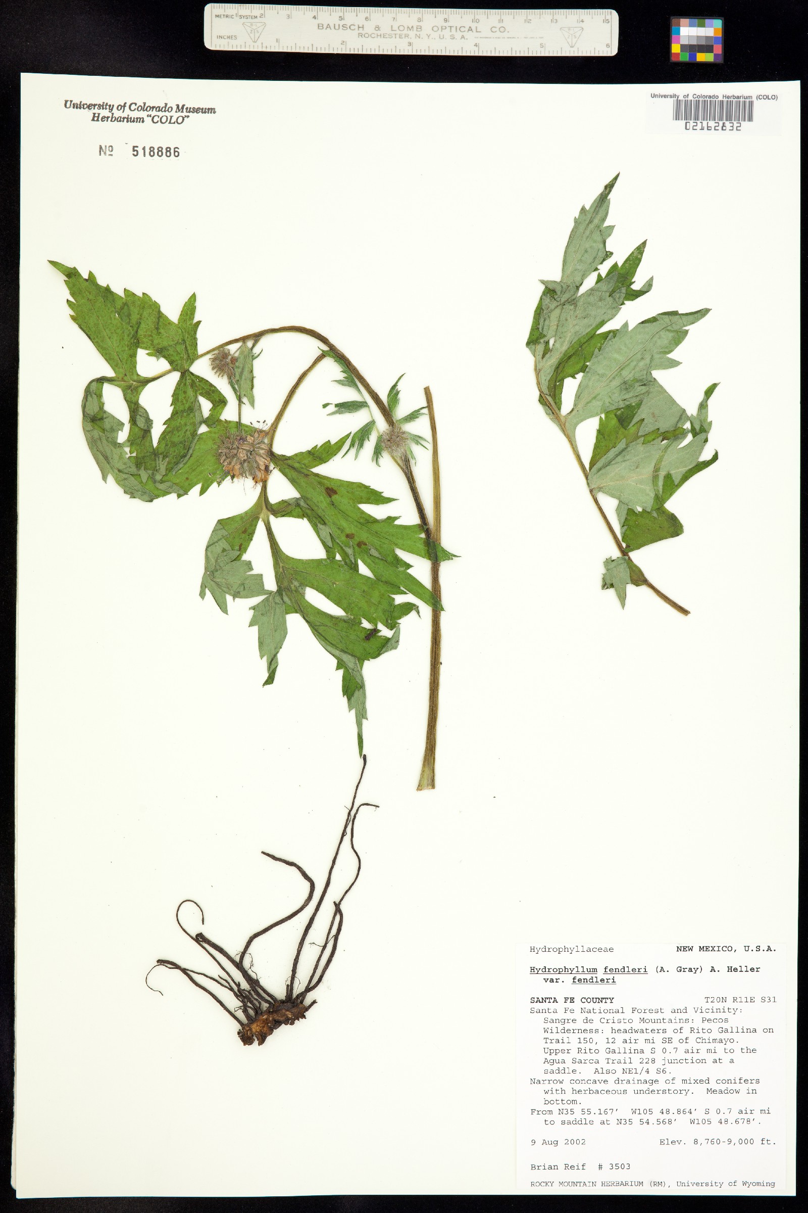 Hydrophyllum fendleri image