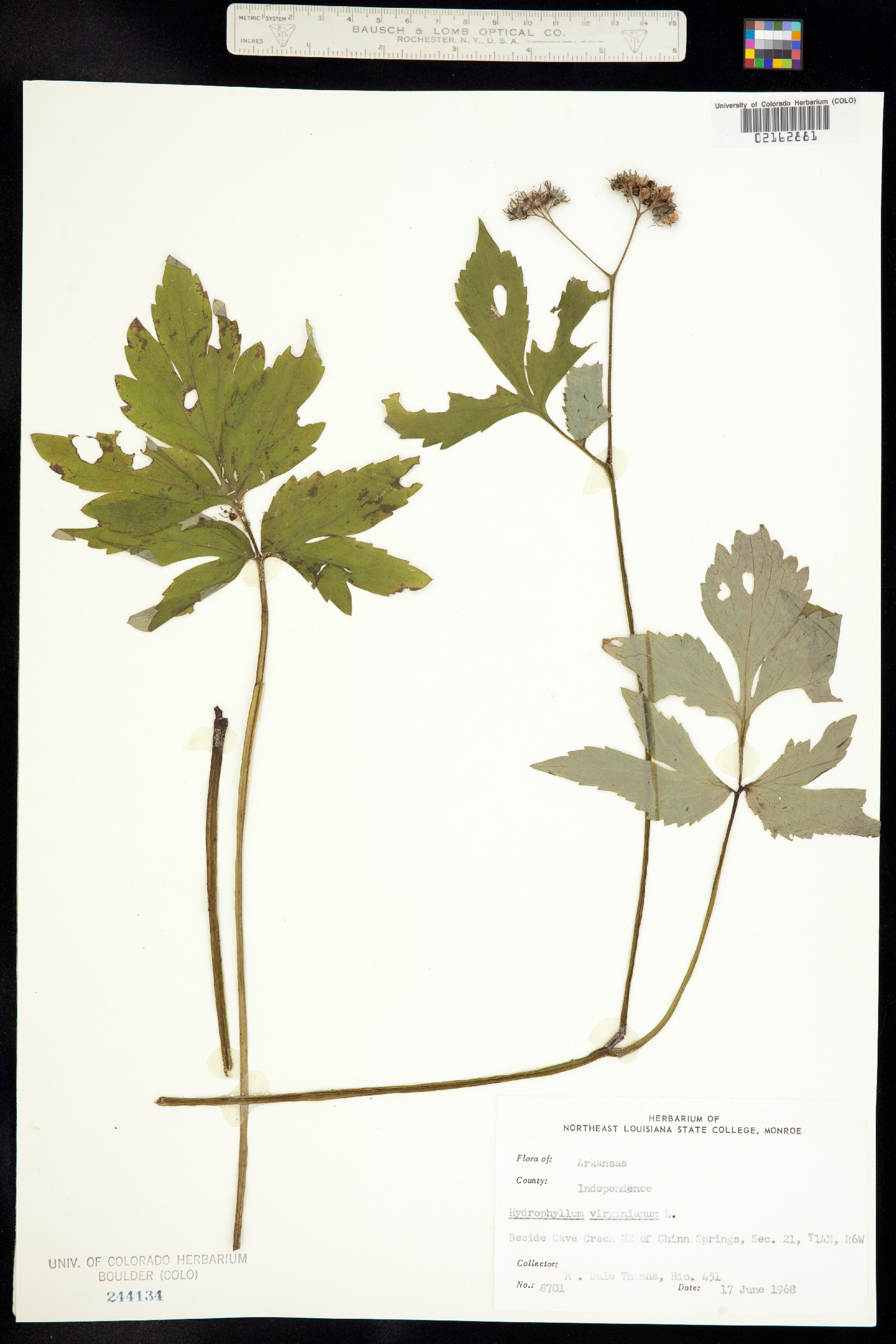 Hydrophyllum image